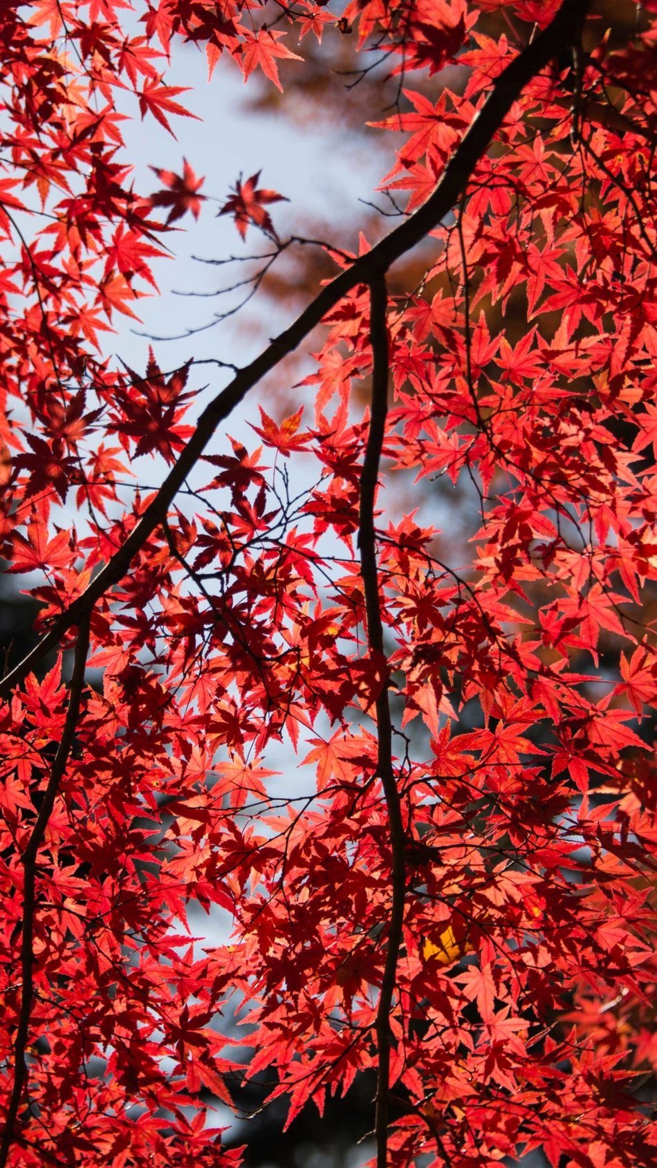 950x1690 Red Maple Tree Leaves 4K Ultra HD.mordeo.org, Phone