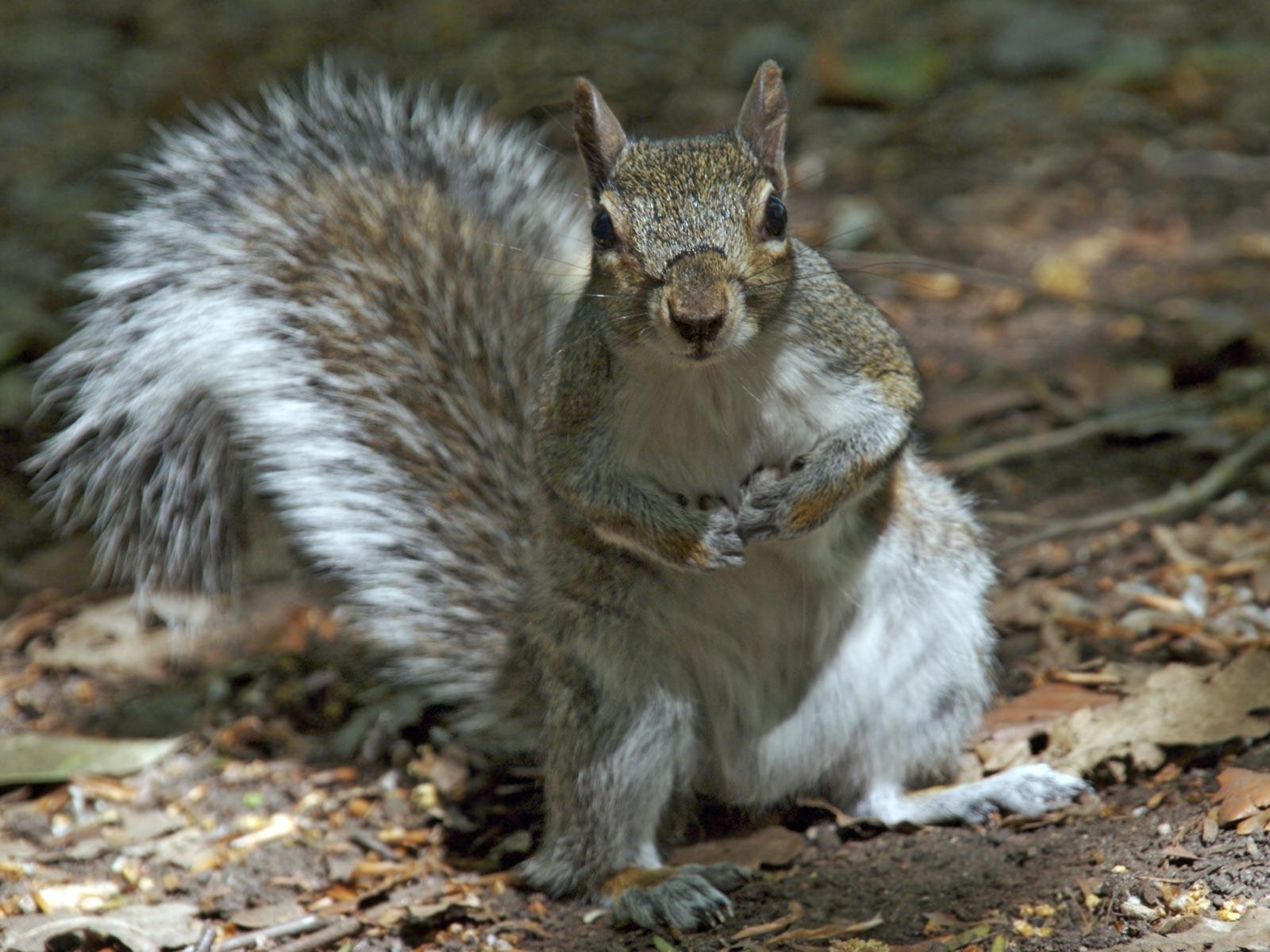 1600x1200 Curious Squirrel HD Wallpaper, Desktop