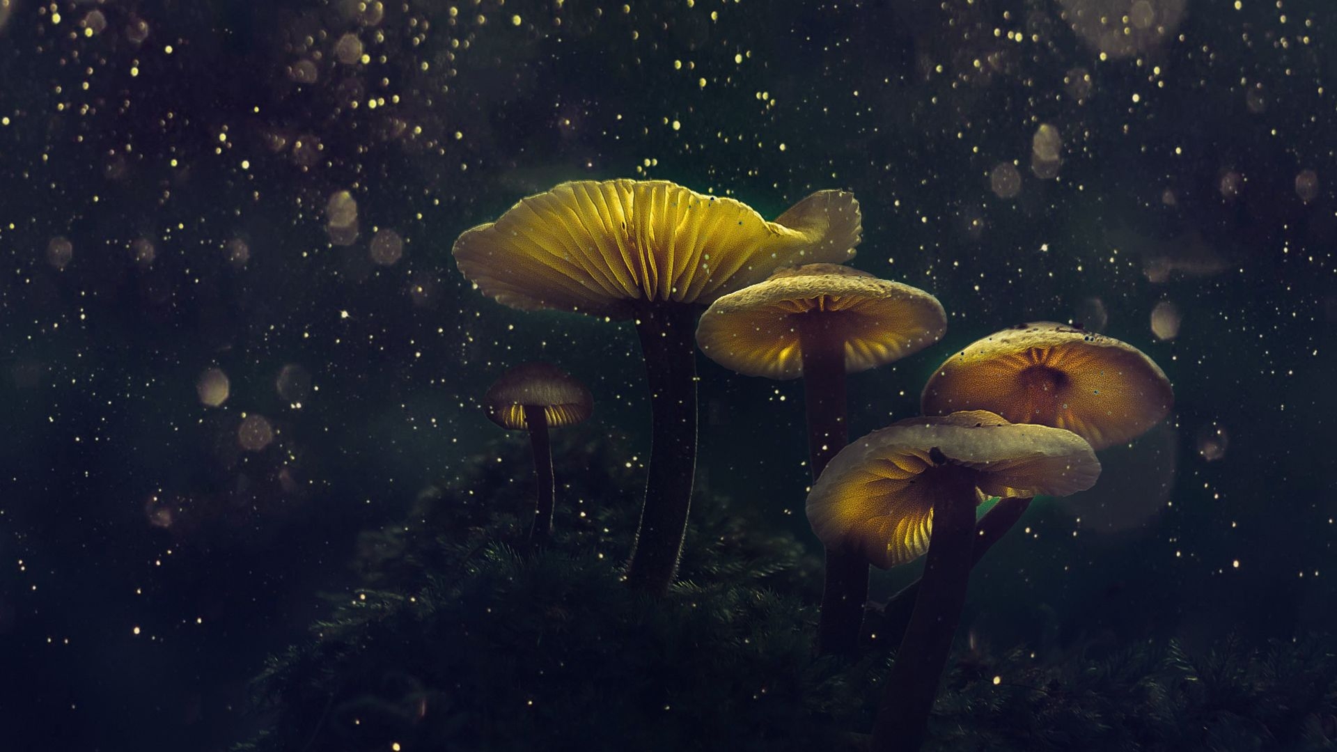 1920x1080 Desktop wallpaper mushroom, yellow glow, flower top, glitter, HD image, picture, background, 0f022f, Desktop