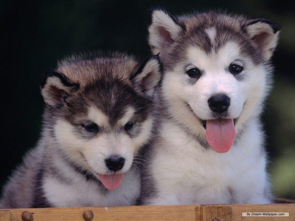 1030x770 Puppy Wallpaper, Desktop