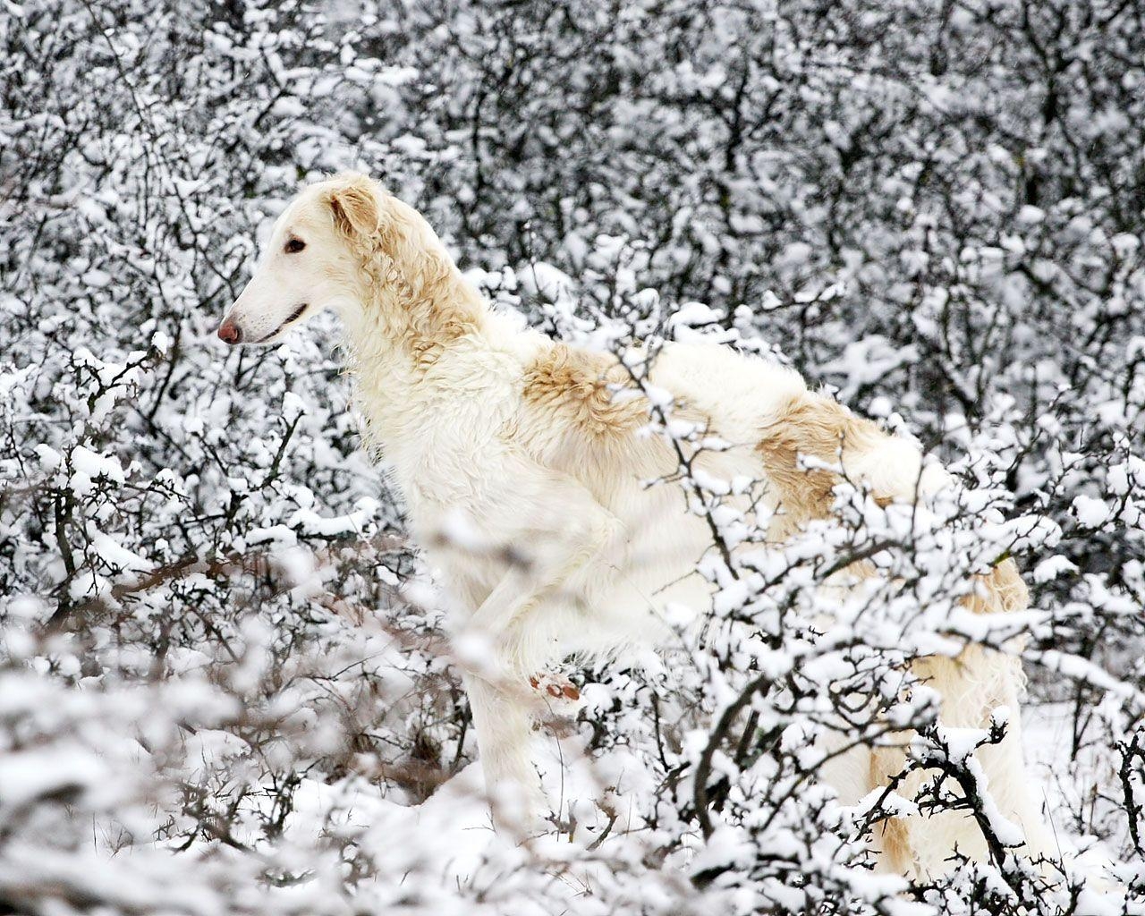 1280x1030 Borzoi Dog Wallpaper, Desktop