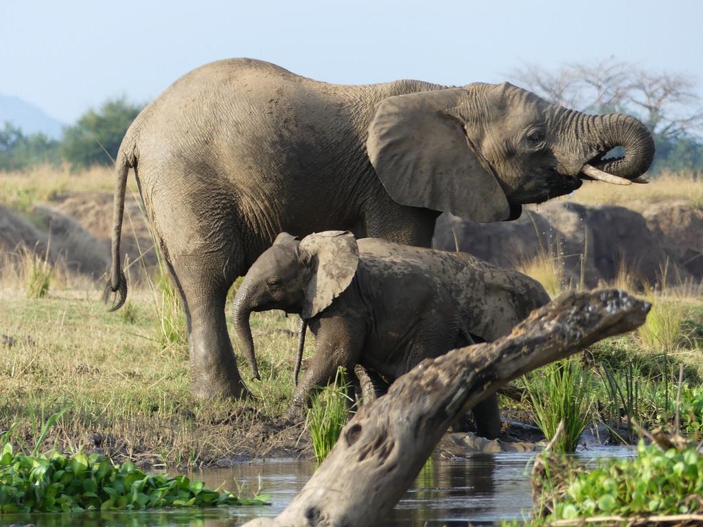 1030x770 P1180625 Lower Zambezi National Park Zambia (35). Elephants, Desktop