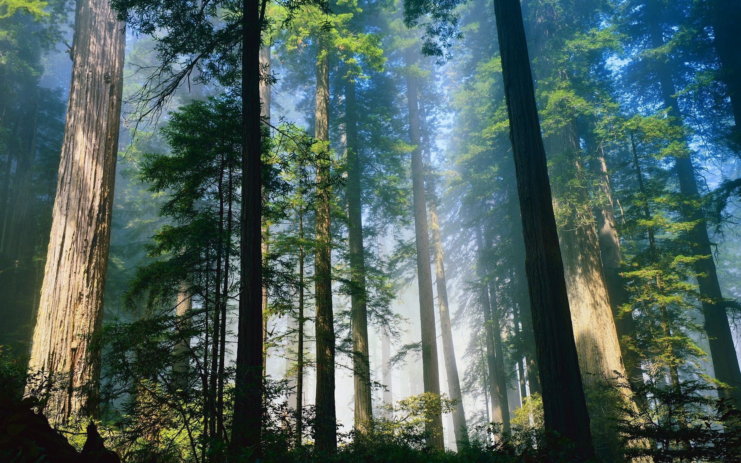 2560x1600 Redwood National and State Parks. Most Amazing Places, Desktop