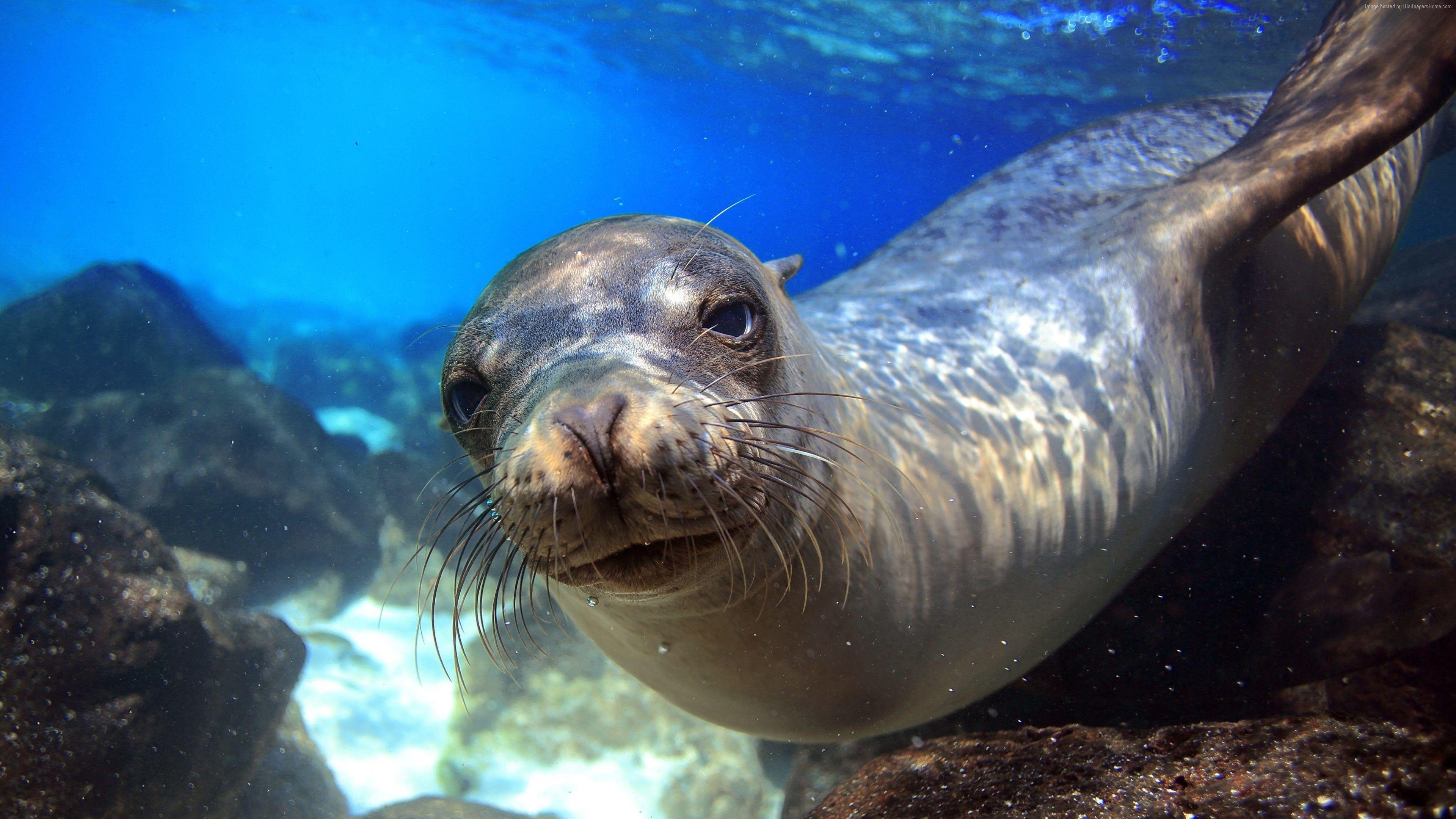 3840x2160 4k Wallpaper Sea Lion Galapagos Island Ecuador Underwater Close Up, Desktop