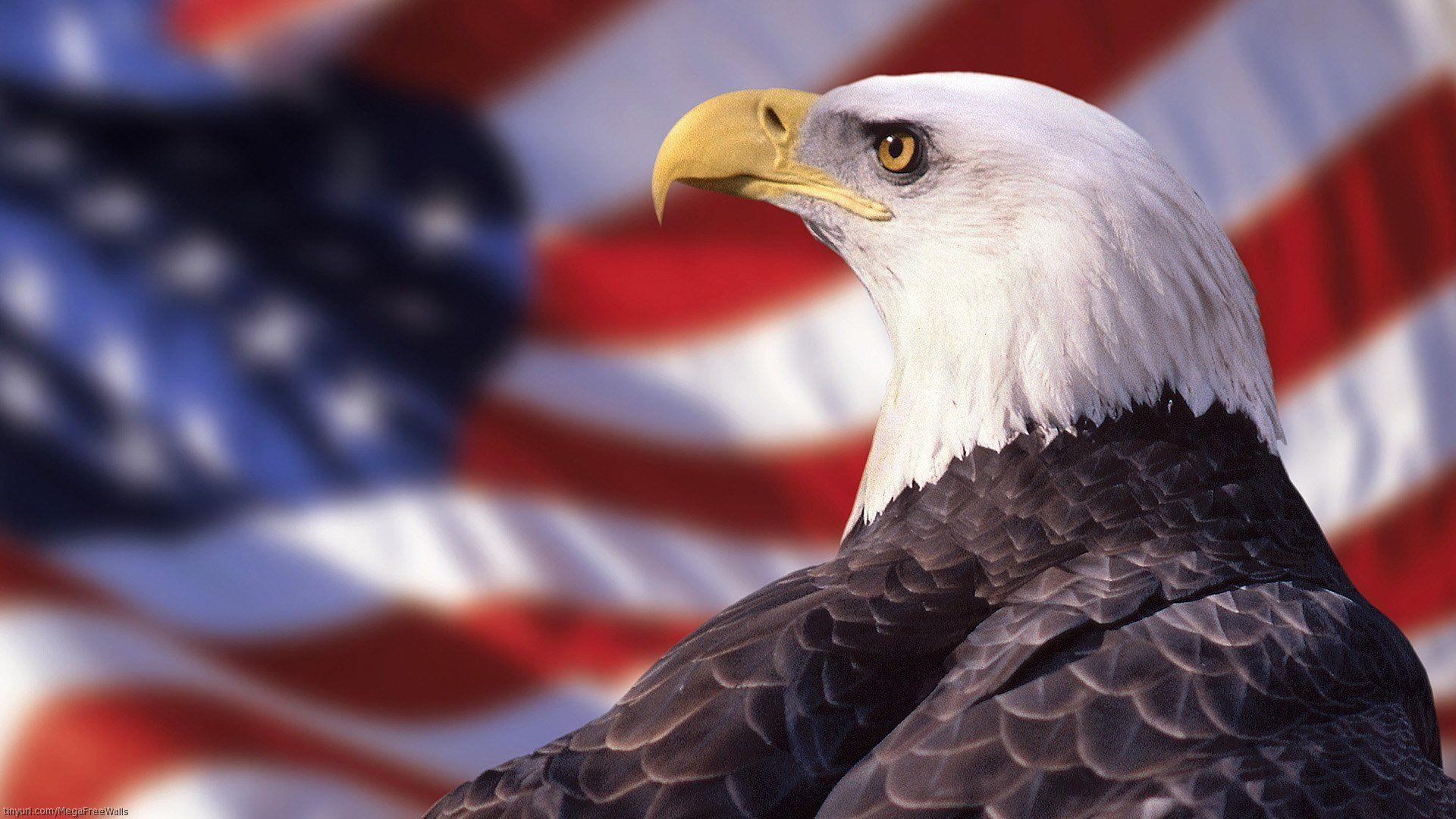 1920x1080 Bald Eagle HD Wallpaper and Background Image, Desktop