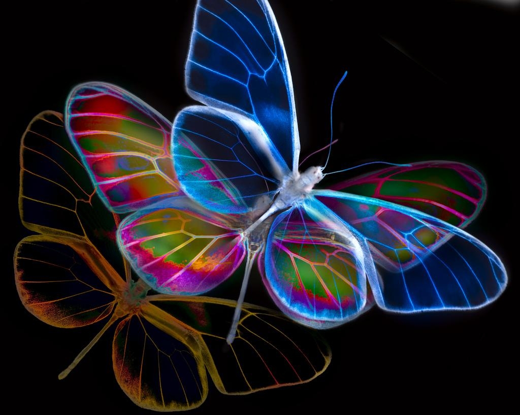 1030x820 Neon Butterfly Desktop Wallpaper, Desktop