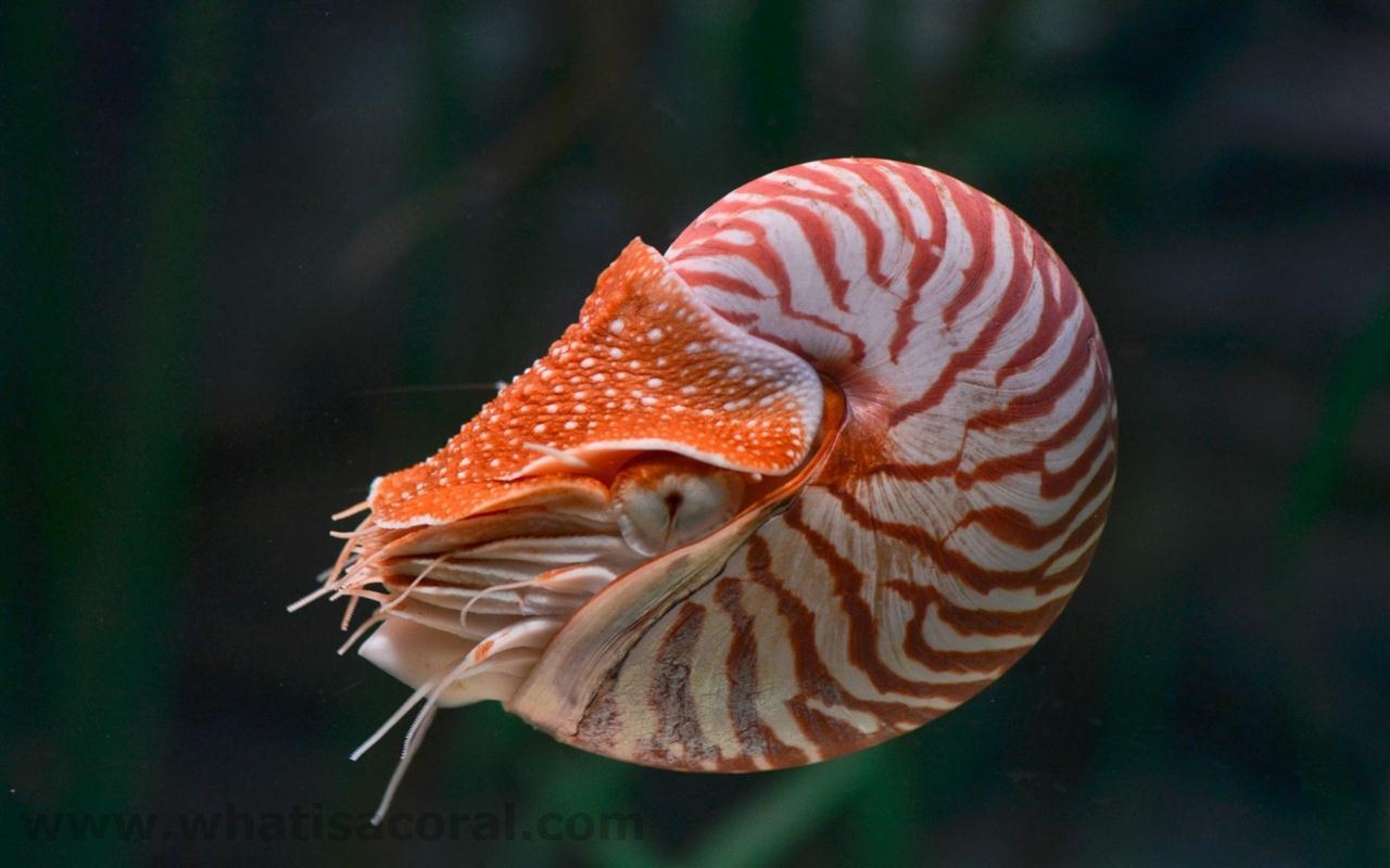 1280x800 What is a coral ? Wallpaper 431 Nautilus pompilius ((en) Chambered, Desktop