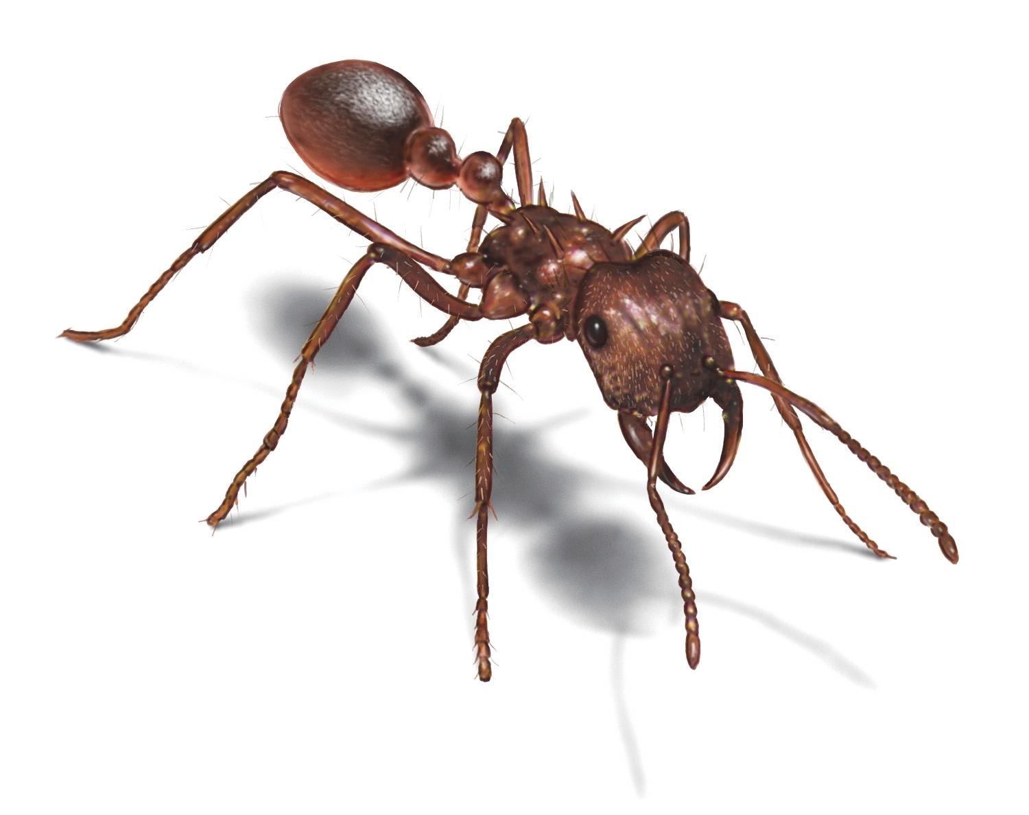 1500x1190 Gallery For > Ants Wallpaper, Desktop