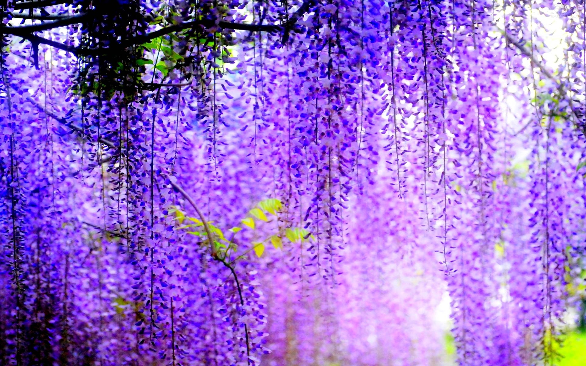 1920x1200 Wisteria Wallpaper, Desktop