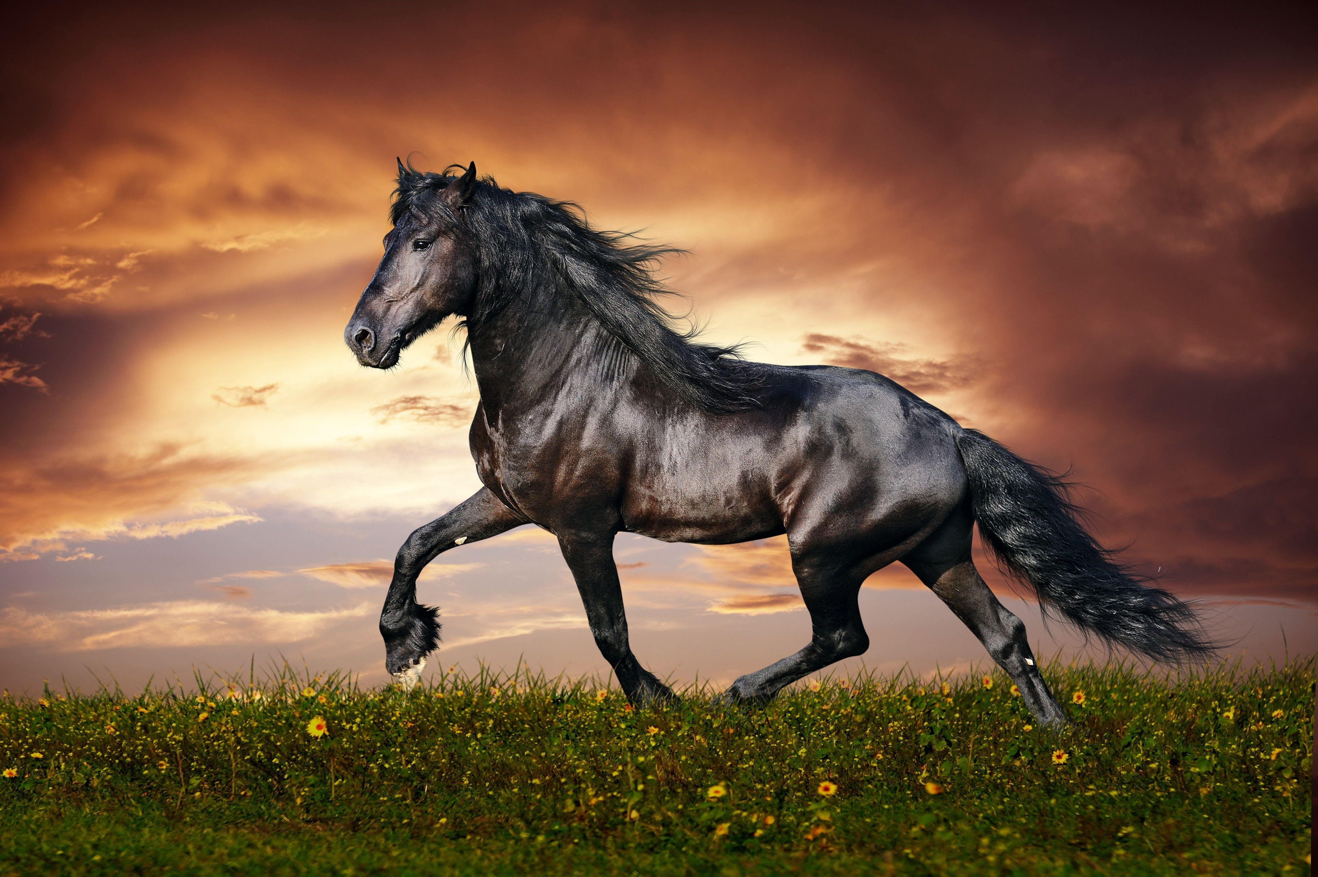 4260x2840 4K Ultra HD Horse Wallpaper and Background Image, Desktop