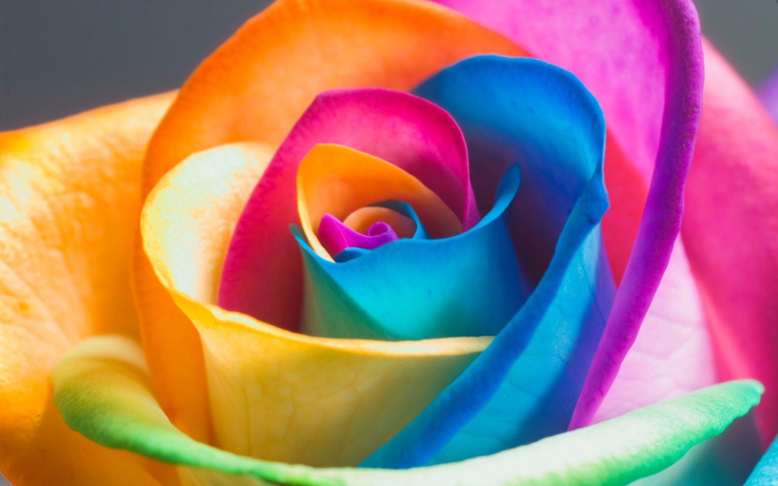 2560x1600 Colorful Rose Wallpaper HD, Find best latest Colorful Rose, Desktop