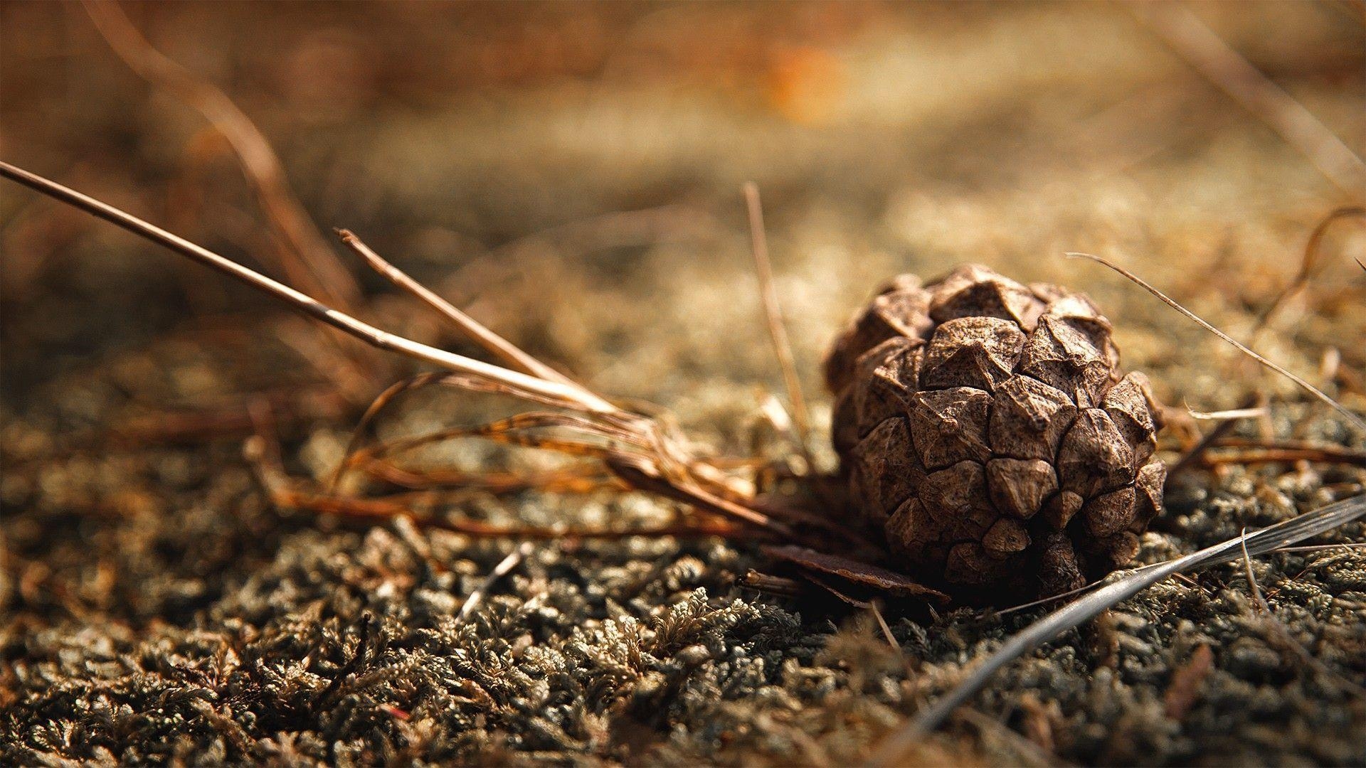 1920x1080 Just a pine cone [], Desktop