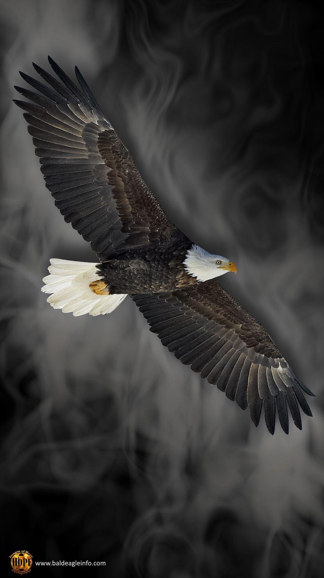 1080x1920 Free Mobile Phone Bald Eagle Wallpaper at baldeagleinfo.com, Phone