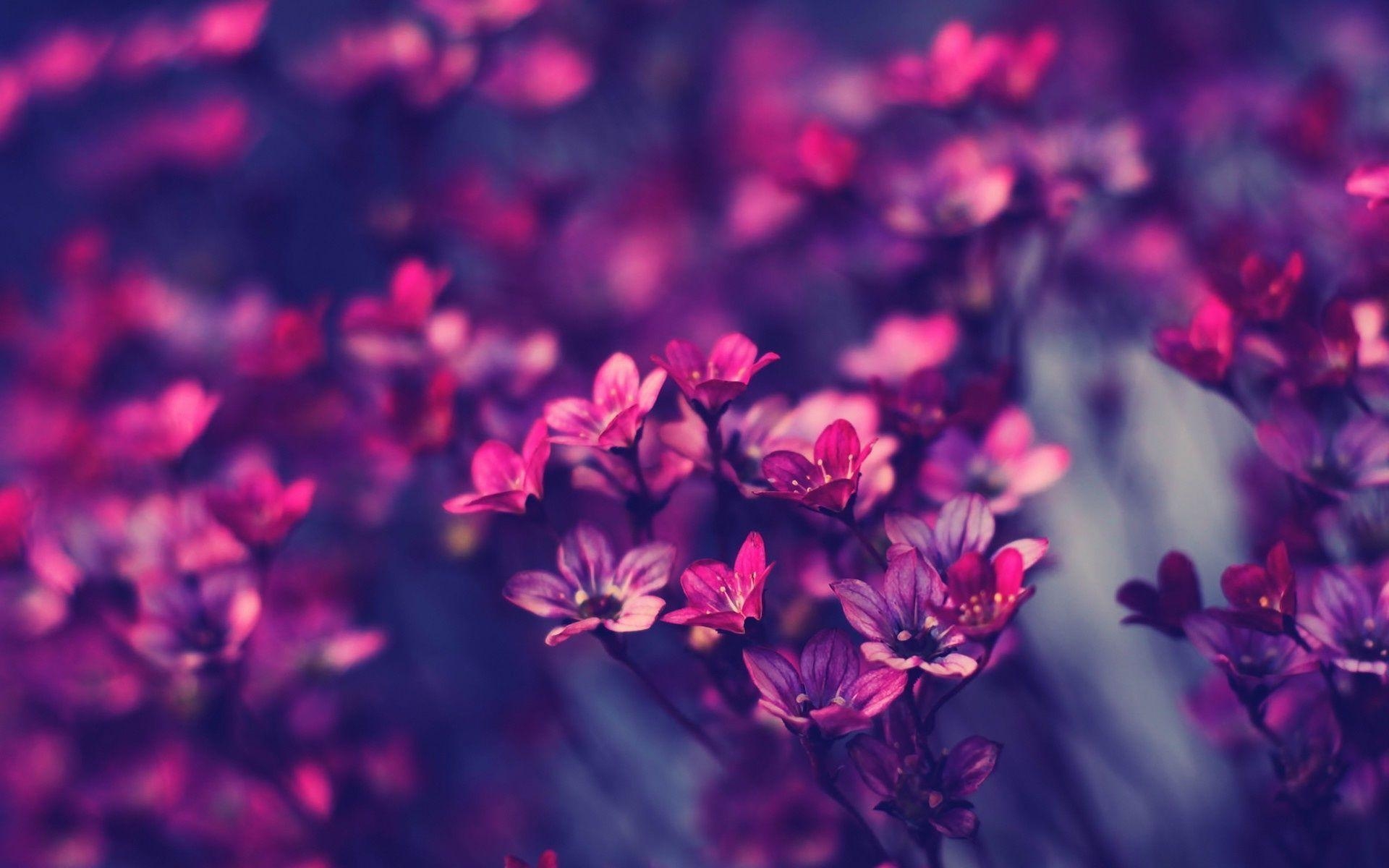 1920x1200 Little Purple Flowers Wallpaper 9225 Full HD Wallpaper Desktop, Desktop