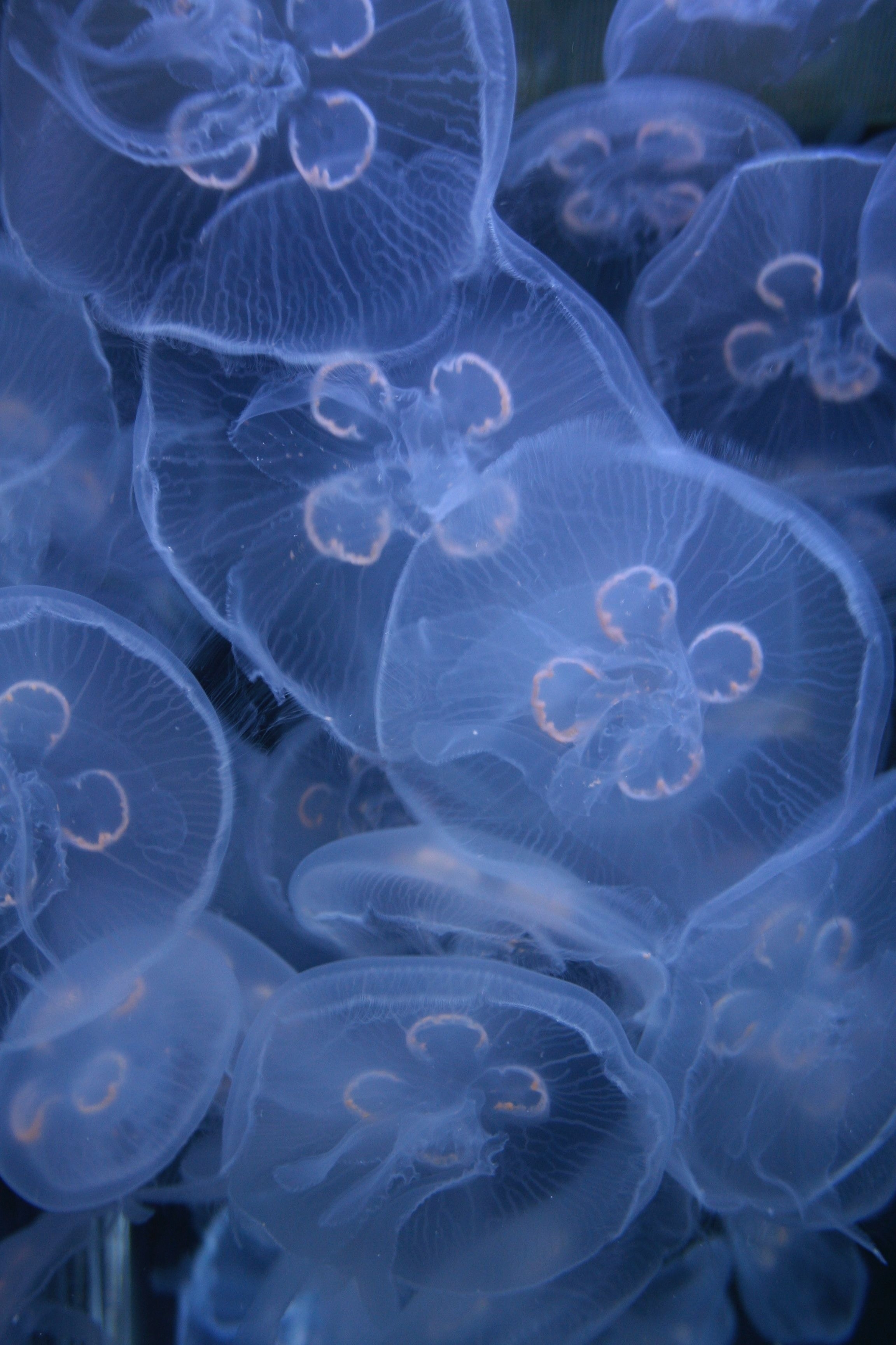 2310x3460 Jellyfish Bloom iPhone Wallpaper, Phone