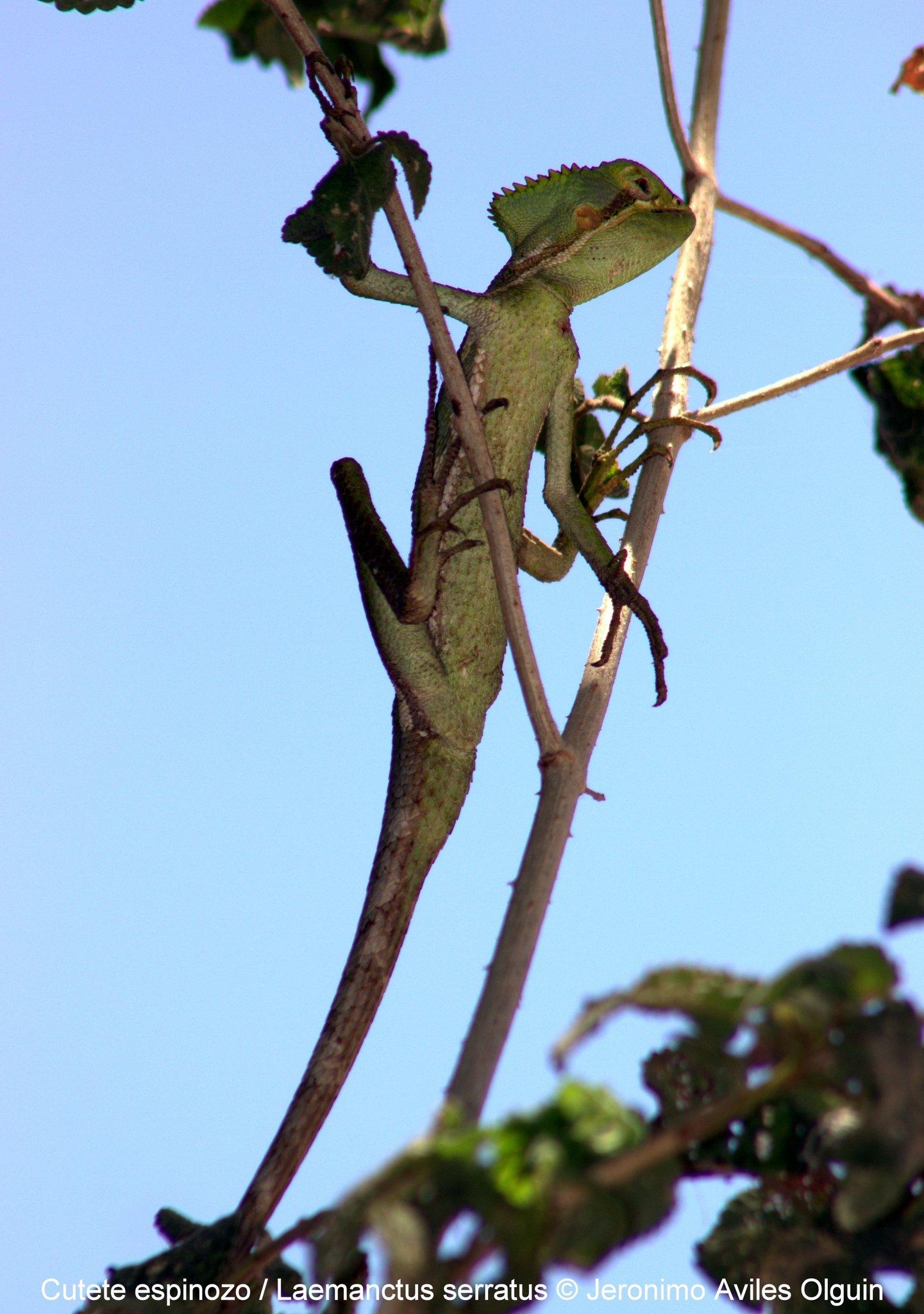 1450x2050 Casquehead Iguanas (Genus Laemanctus) · iNaturalist.ca, Phone