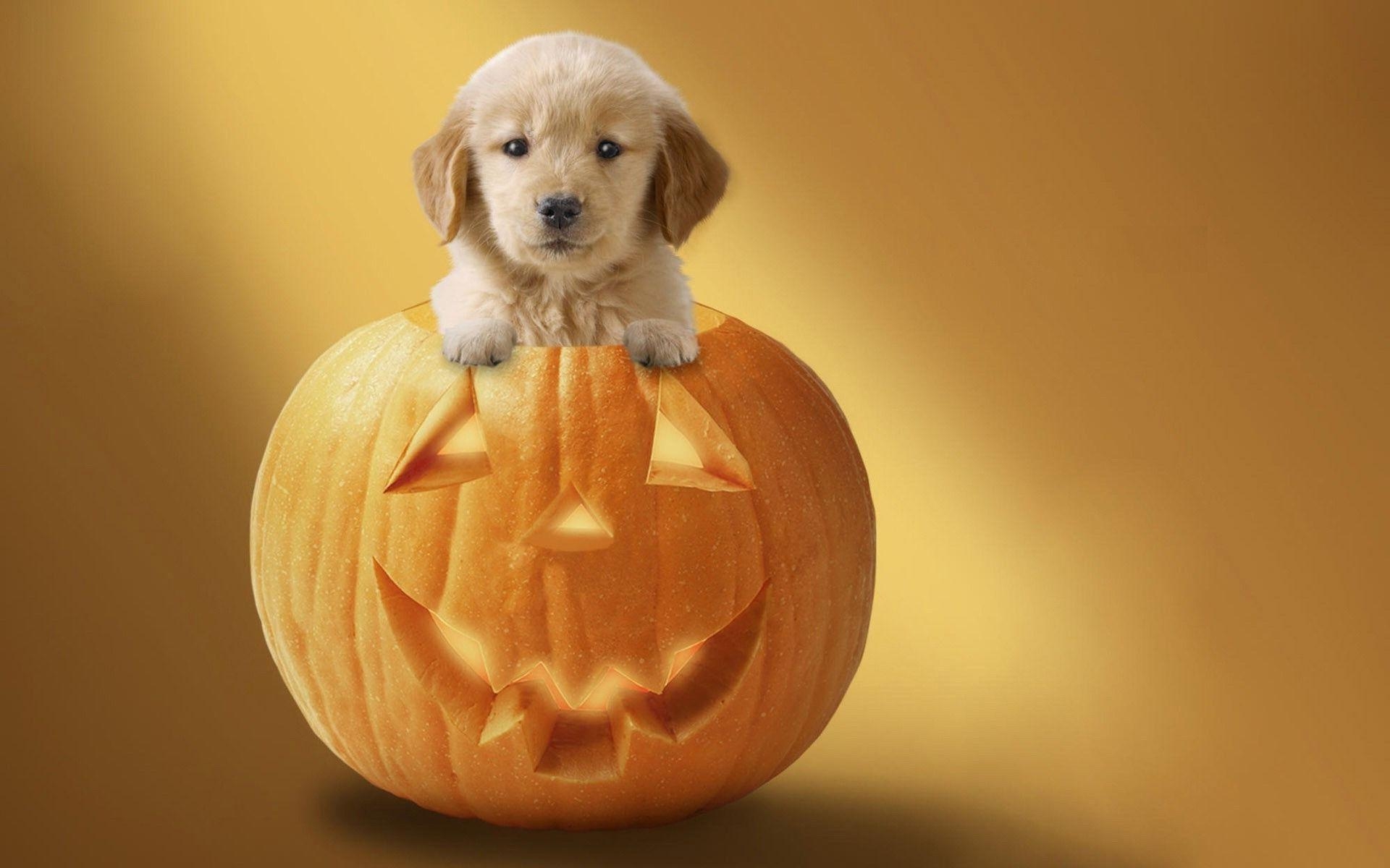 1920x1200 Halloween Dog Wallpaper Free Halloween Dog, Desktop