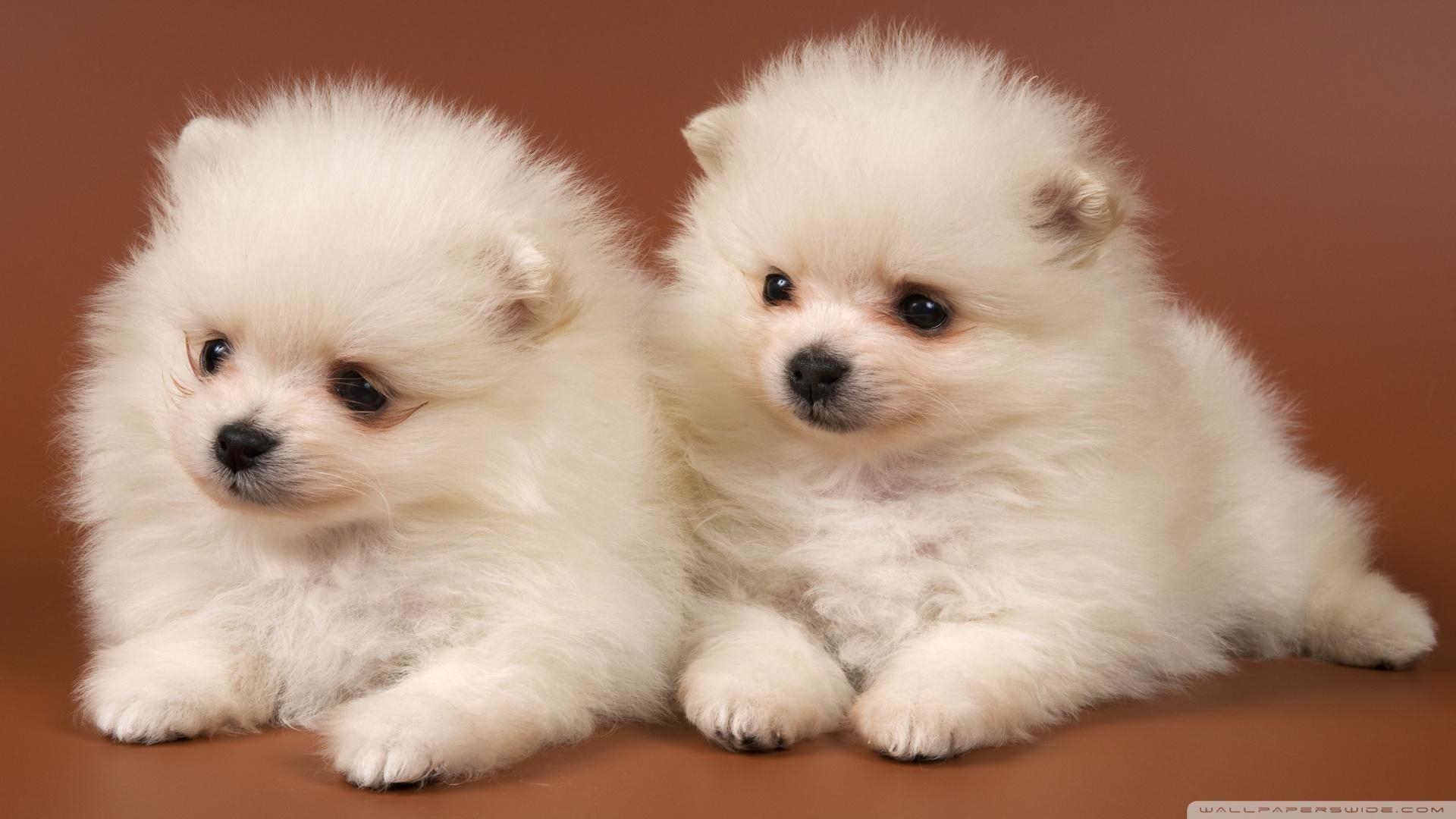 1920x1080 Pomeranian Puppies HD desktop wallpaper, High Definition, Desktop