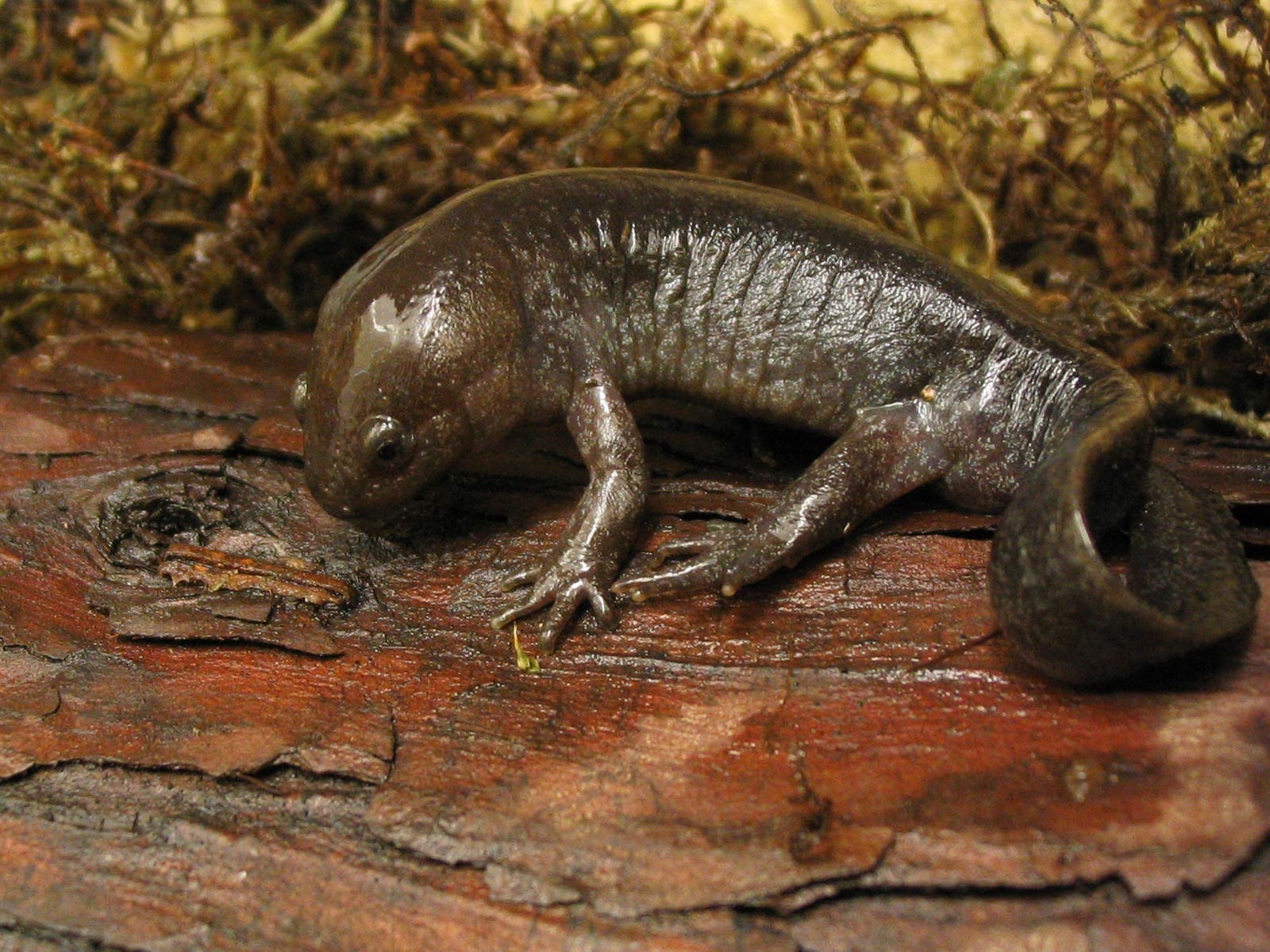 1600x1200 Salamander HD Wallpaper, Desktop