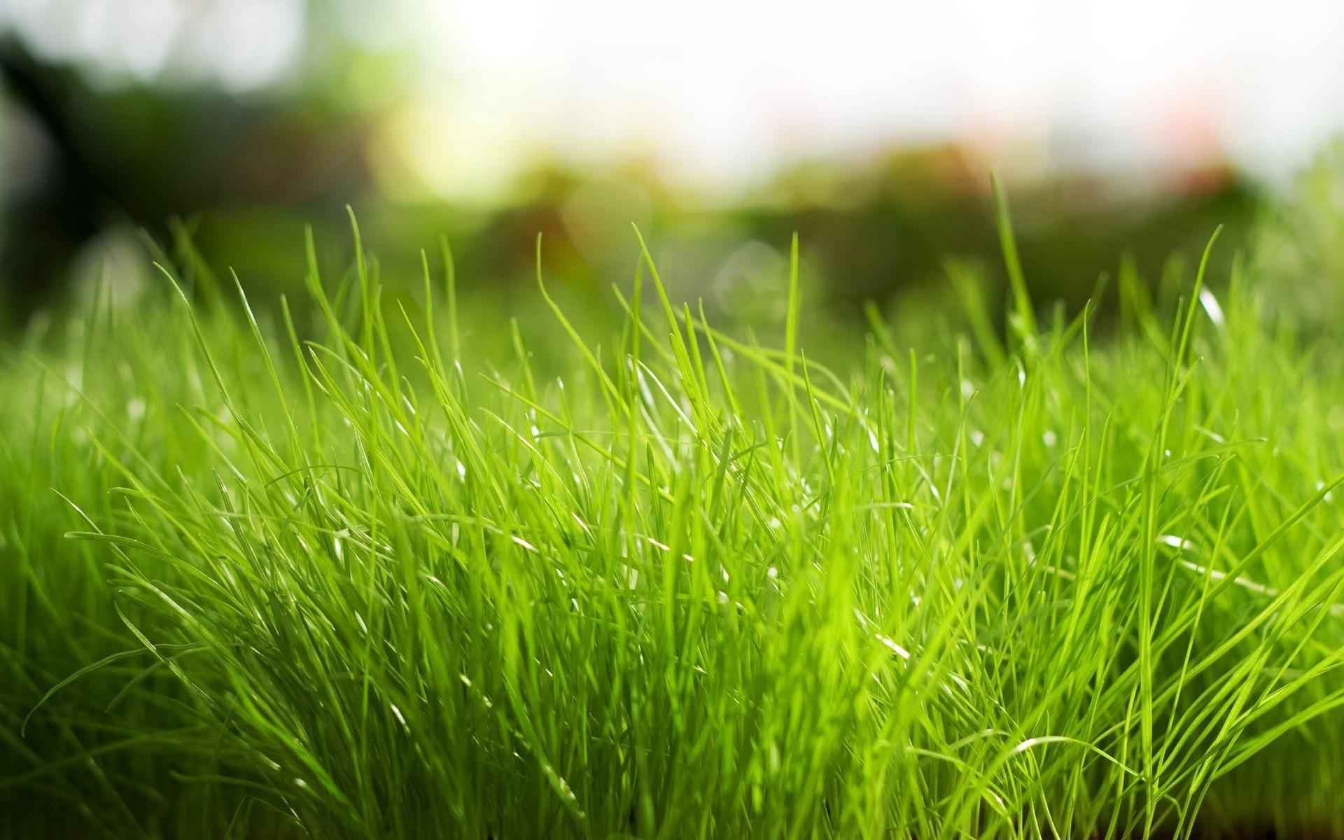 1920x1200 Daily Wallpaper: Fresh Grass. I Like To Waste My Time, Desktop