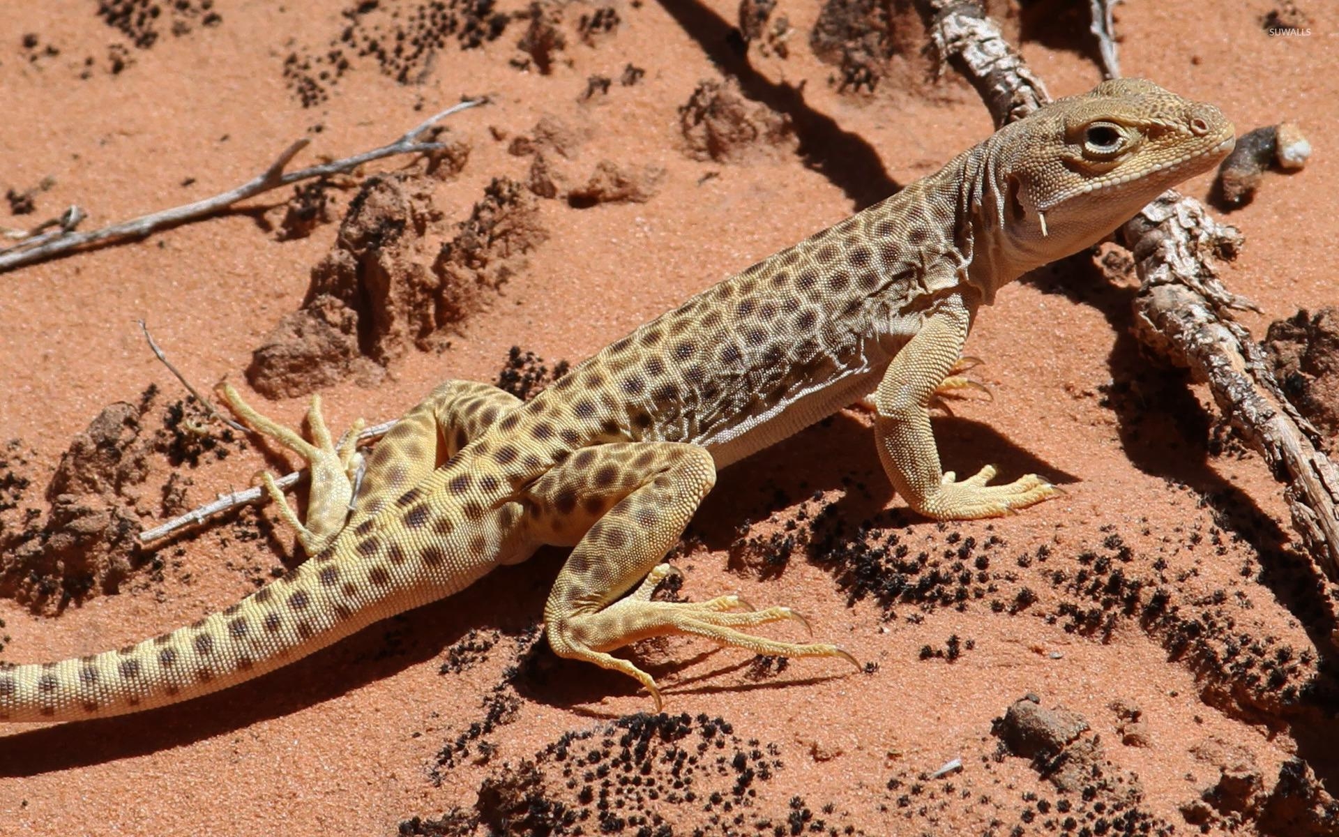 1920x1200 Leopard Lizard wallpaper wallpaper, Desktop