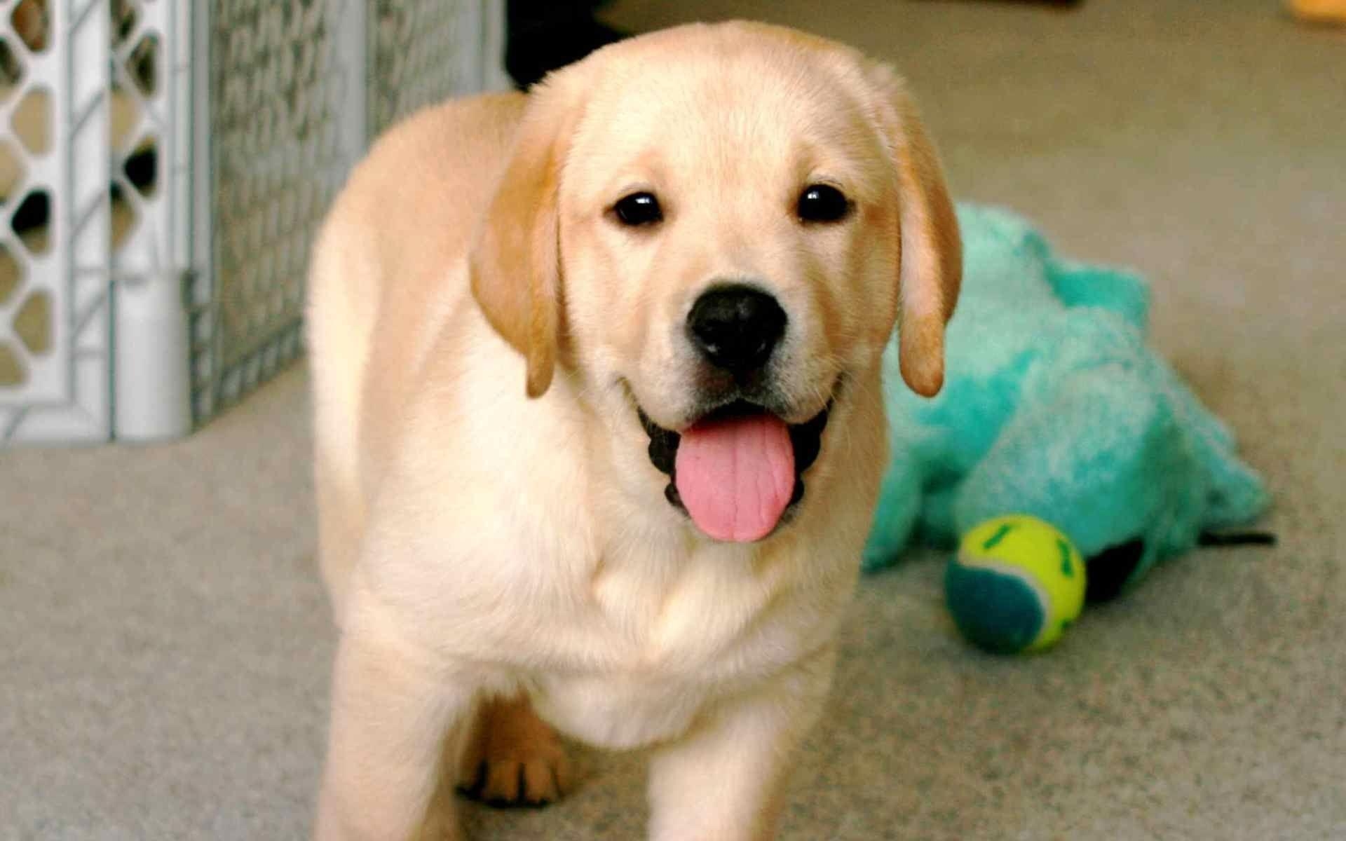 1920x1200 Yellow Lab Puppy Wallpaper, Desktop