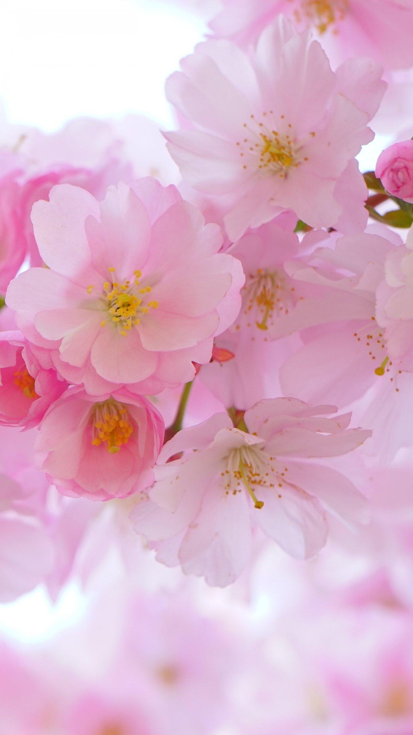 1440x2560 Cherry Blossom Wallpaper, Android & Desktop Background, Phone