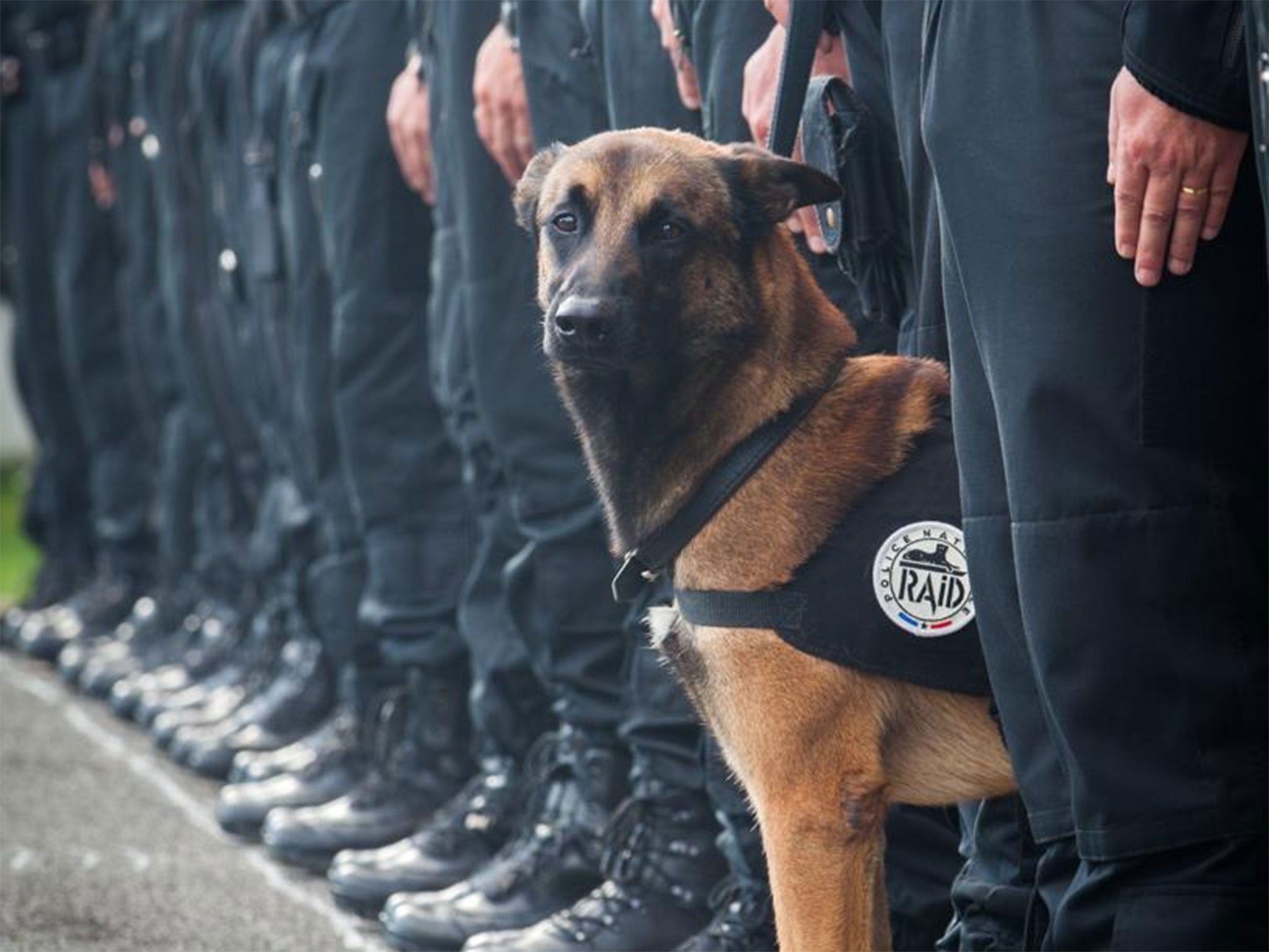 2050x1540 Police Dog Wallpaper, Desktop