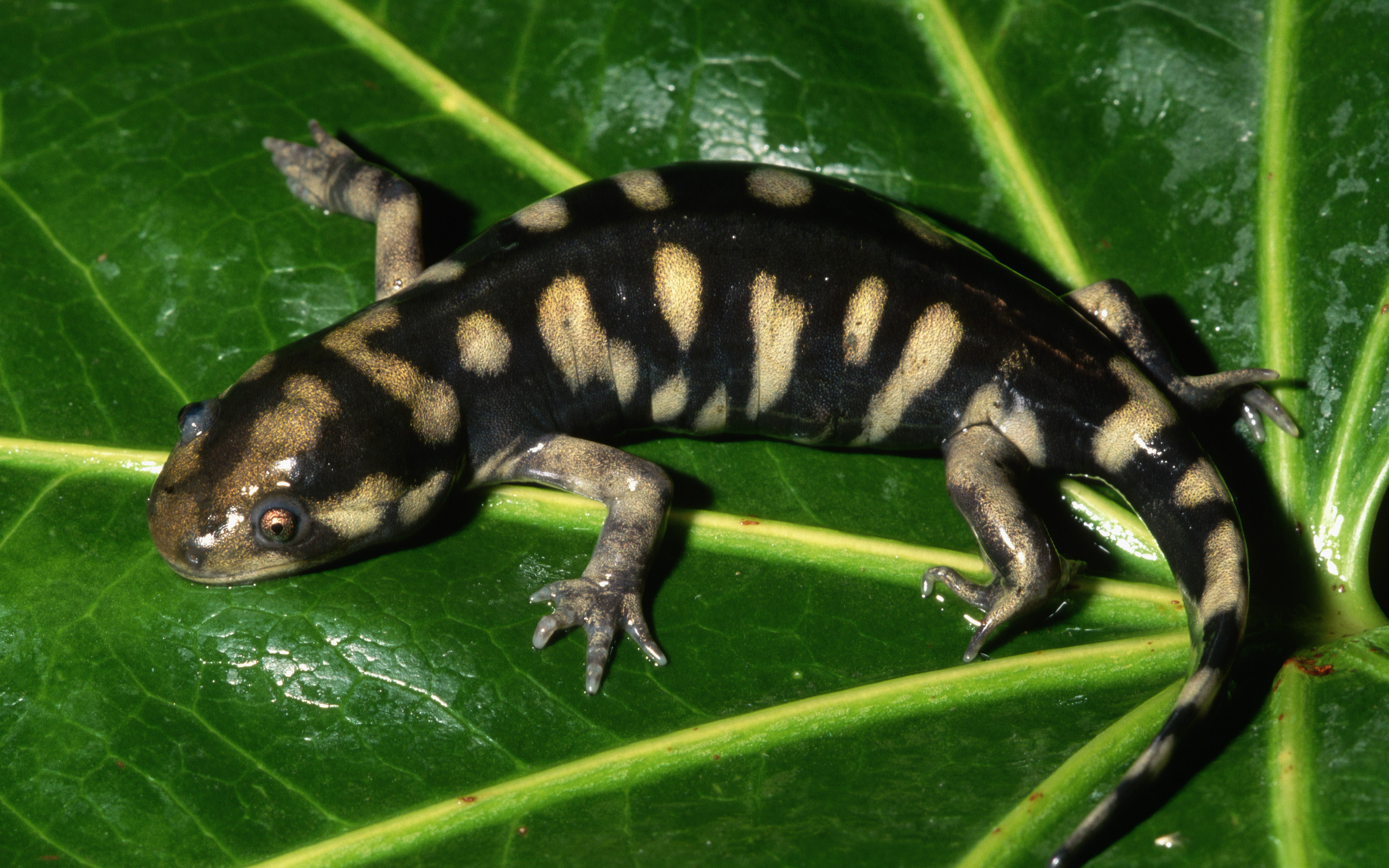 2560x1600 Tiger Salamander HD Wallpaper. Background Imagex1600, Desktop