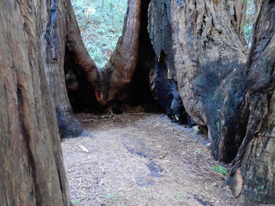 1160x870 Muir Woods National Monument, a Bay Area Oasis the Globetrotter, Desktop