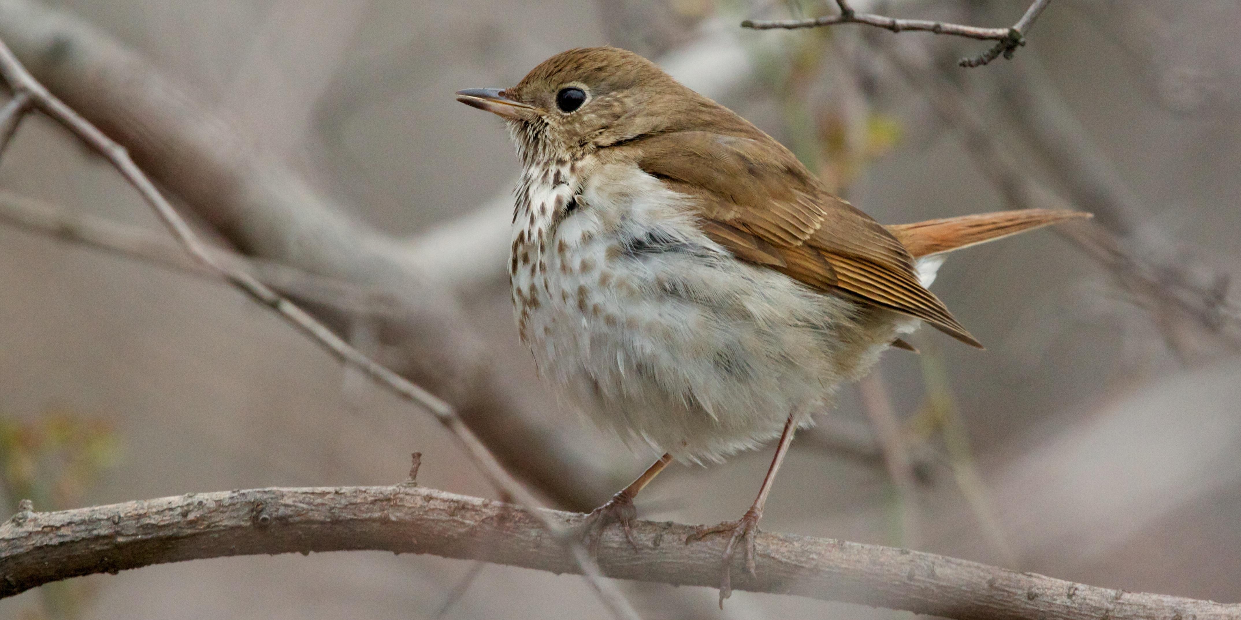 4300x2150 Hermit Thrush photo and wallpaper. Collection, Dual Screen