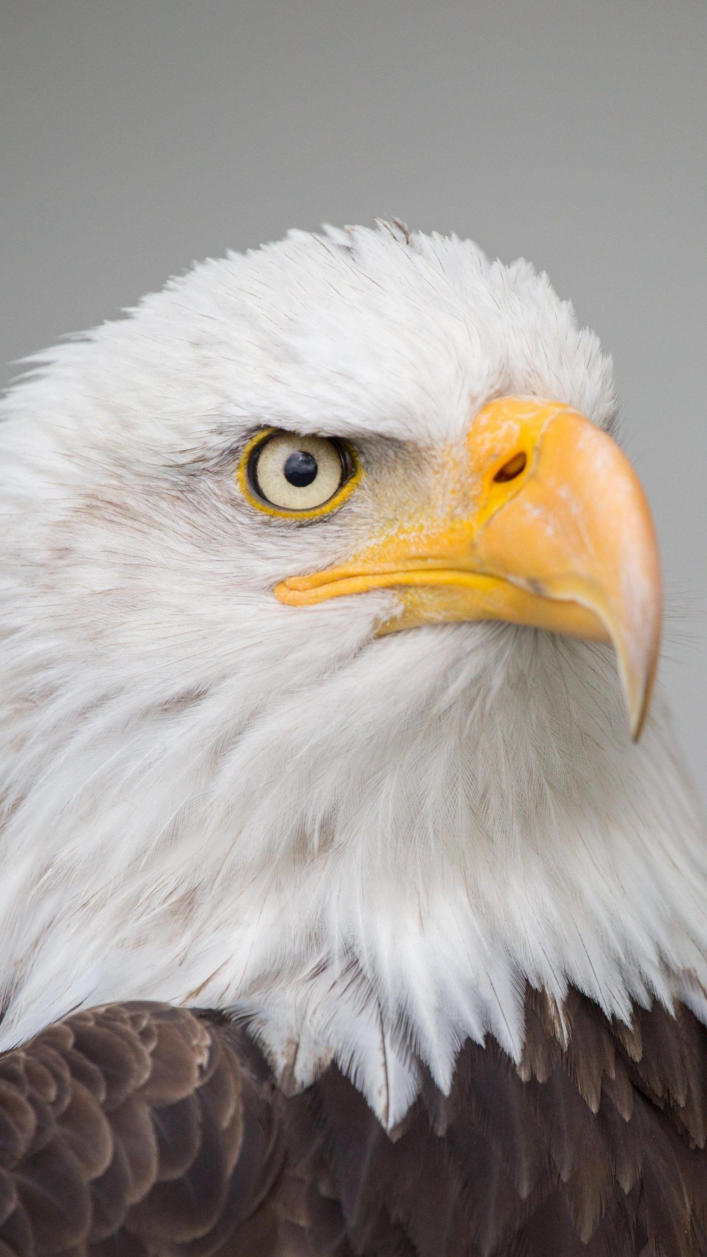 1440x2560 Bald Eagle iPhone Wallpaper, Phone