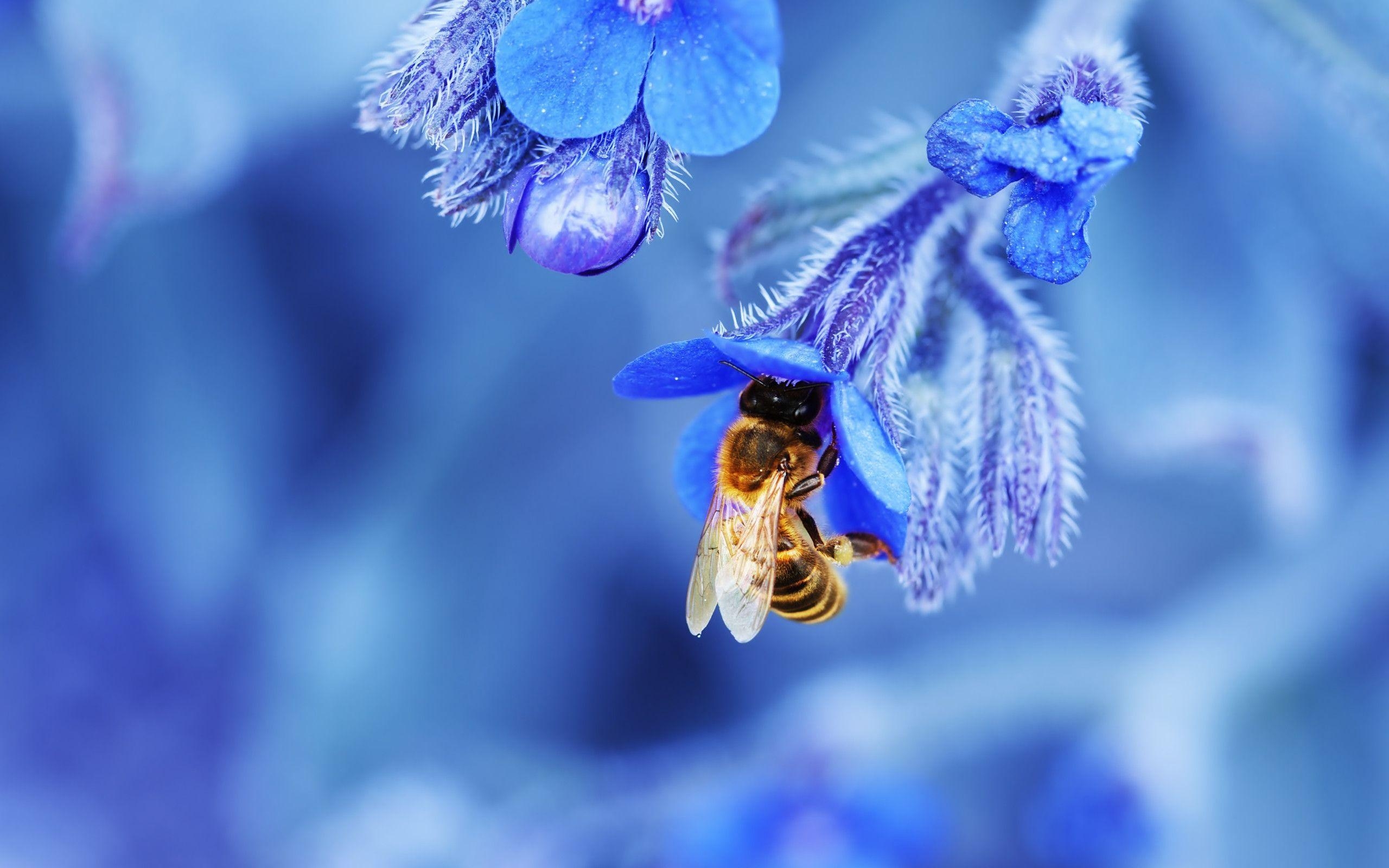 2560x1600 Bee Wallpaper New HD Image For Photo Free Download, Desktop