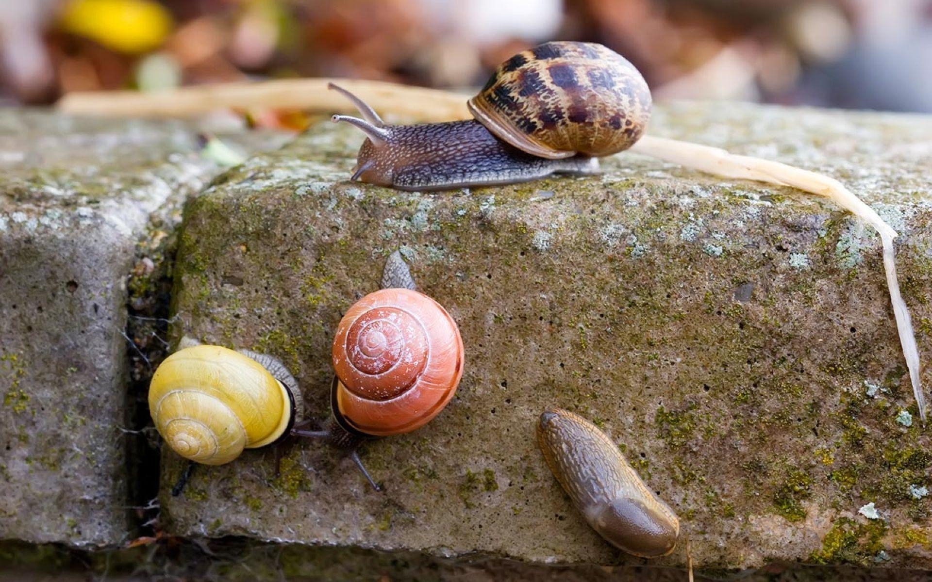 1920x1200 Colorful Snails In Action. HD Animals and Birds Wallpaper, Desktop