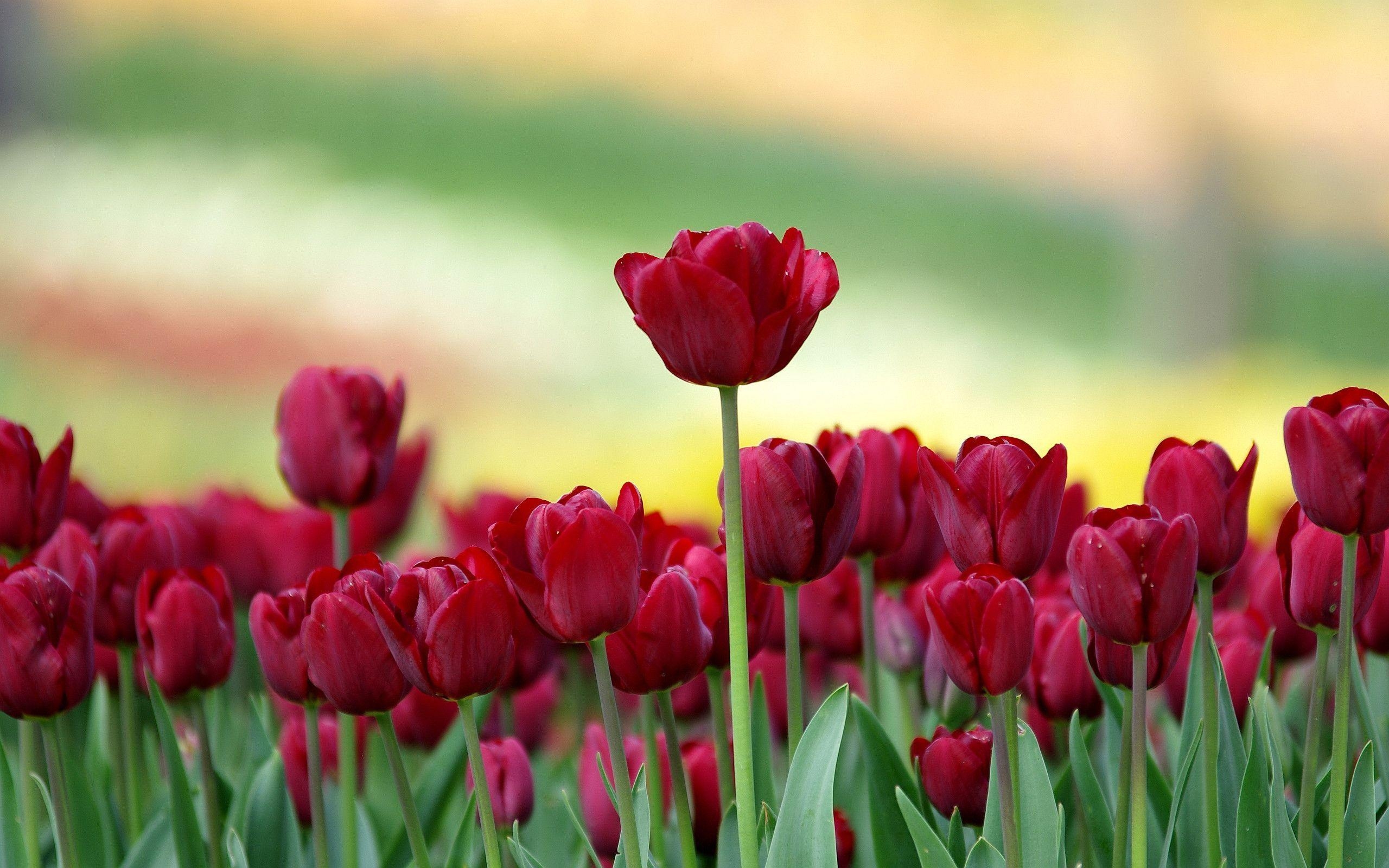 2560x1600 Red Tulips Field Wallpaper, Desktop