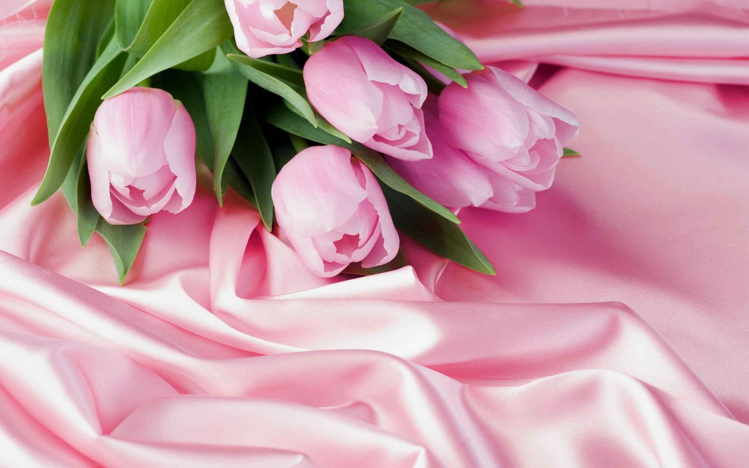 2560x1600 Pink Tulips, Desktop