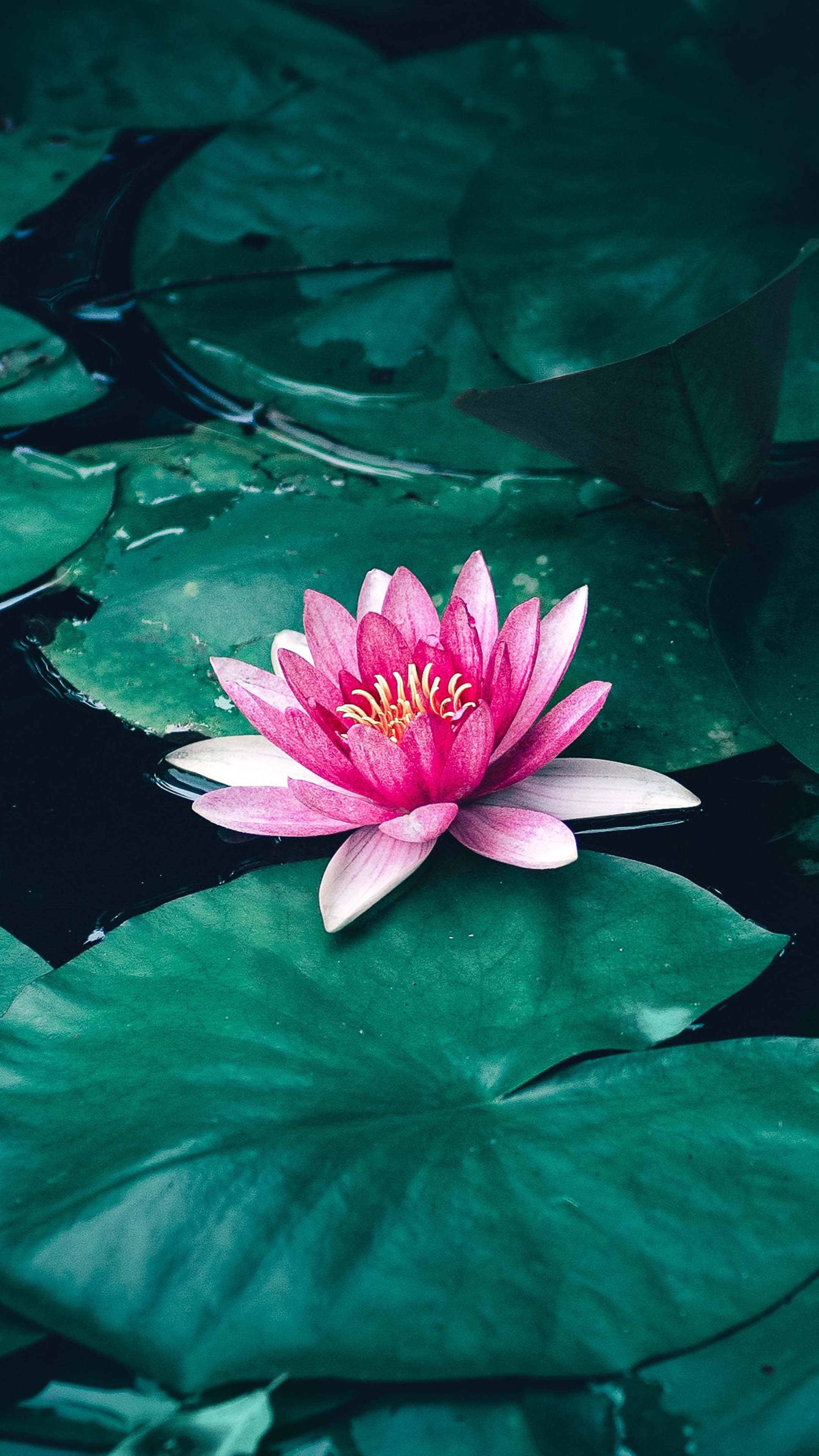 2160x3840 Lotus Flower Leaves Lake 4K Ultra HD Mobile Wallpaper, Phone