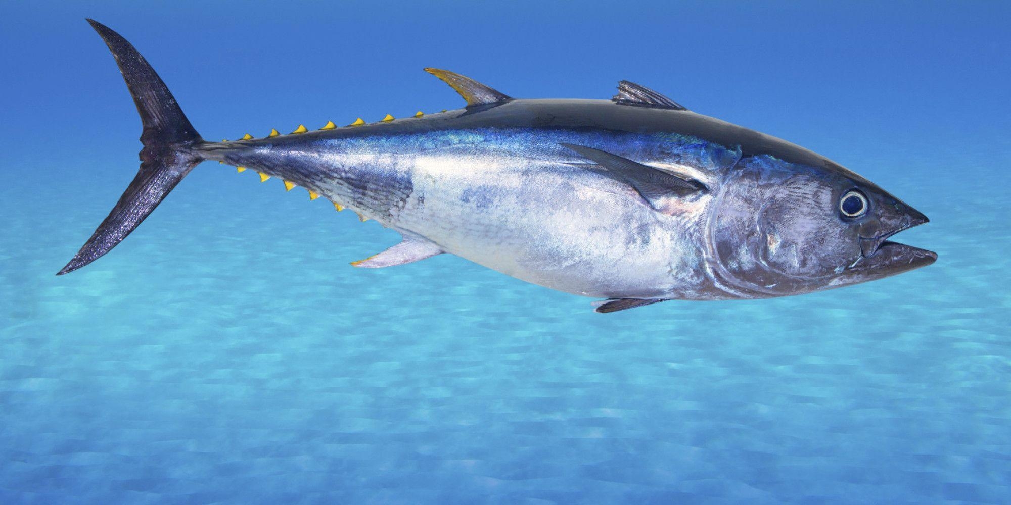 2000x1000 px Picture of Tuna HD 100, Dual Screen