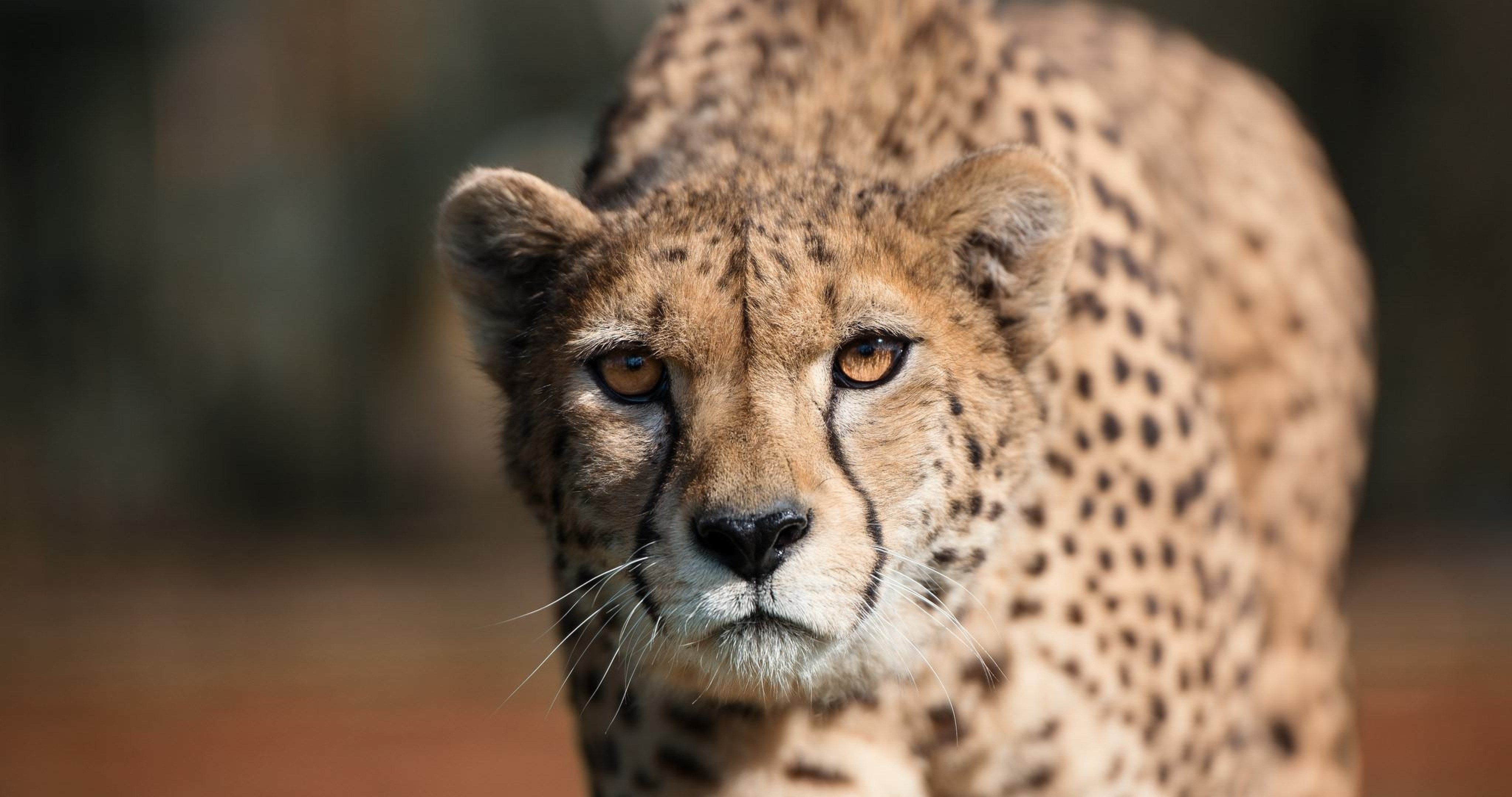 4100x2160 cheetah eyes 4k ultra HD wallpaper. Cheetahs, Predator, Cheetah, Desktop