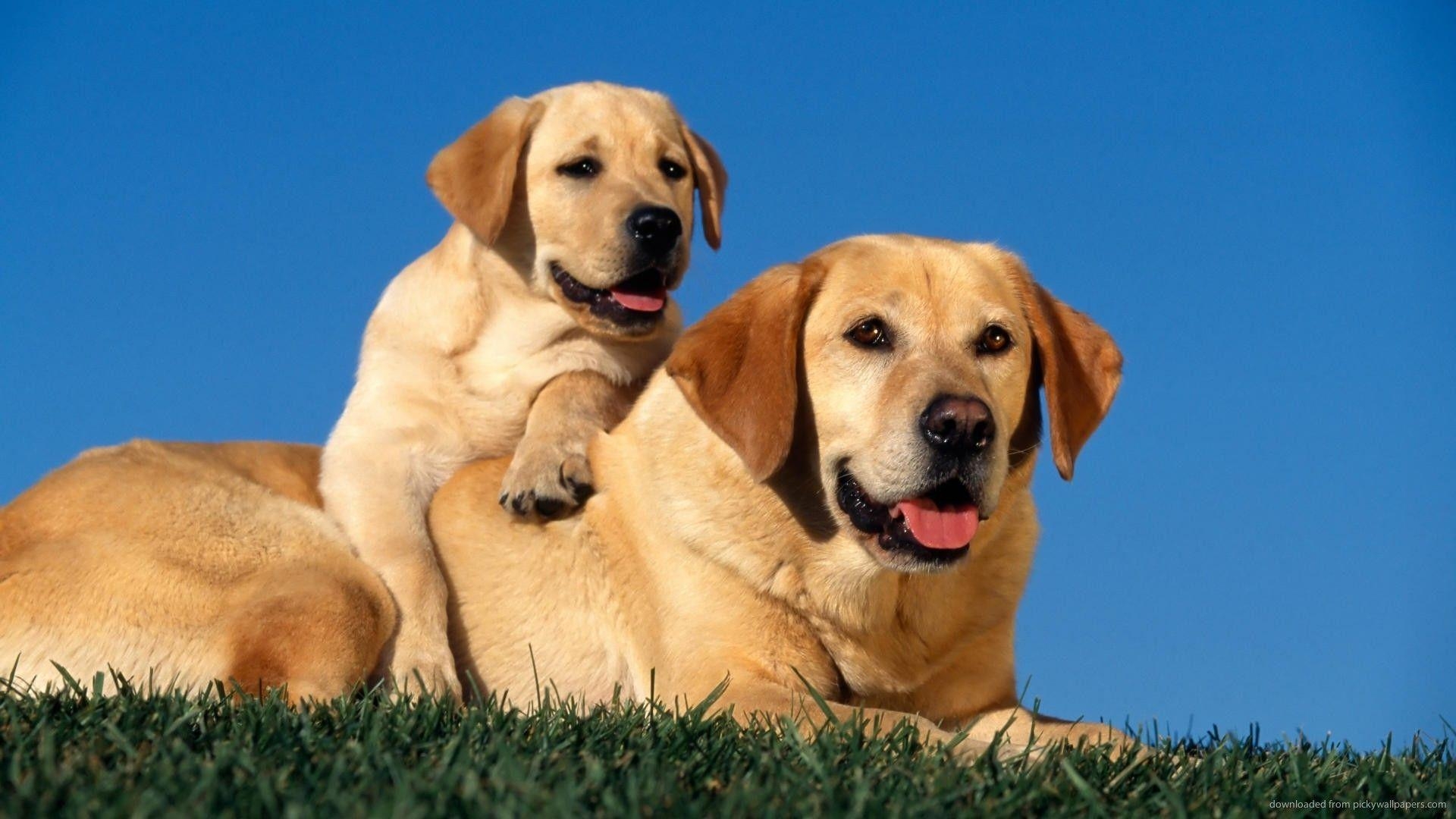 1920x1080 Normal (4:3) Labrador Dogs Wallpaper, Desktop