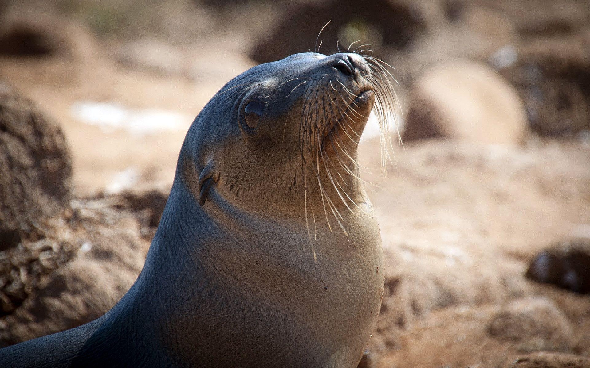 1920x1200 Sea Lion Wallpaper, Desktop