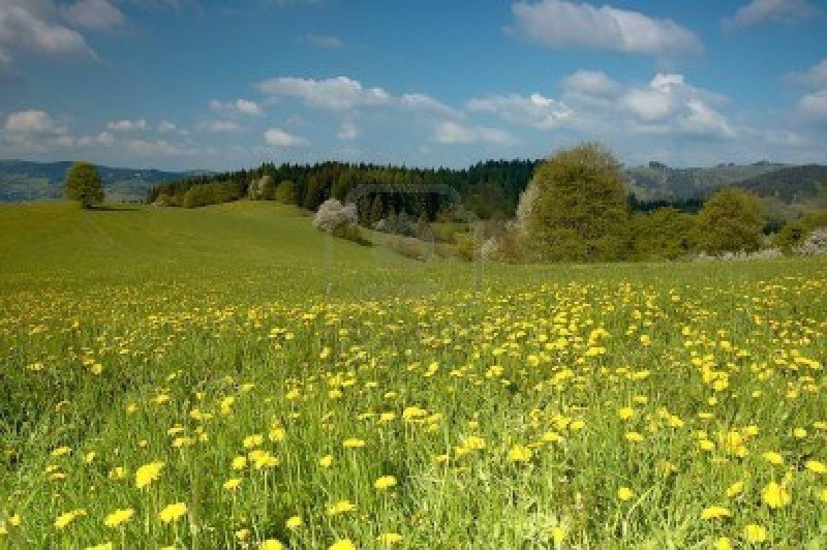 1200x800 Sitting Bench Spring Meadow Wallpaper HD Wallpaper & Background, Desktop