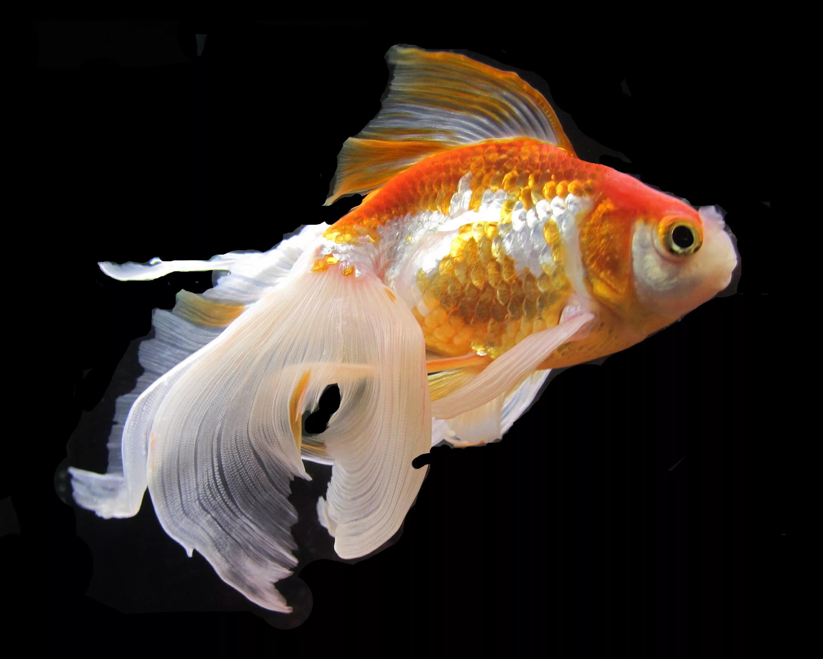 2840x2270 Goldfish HD Wallpaper free, Desktop