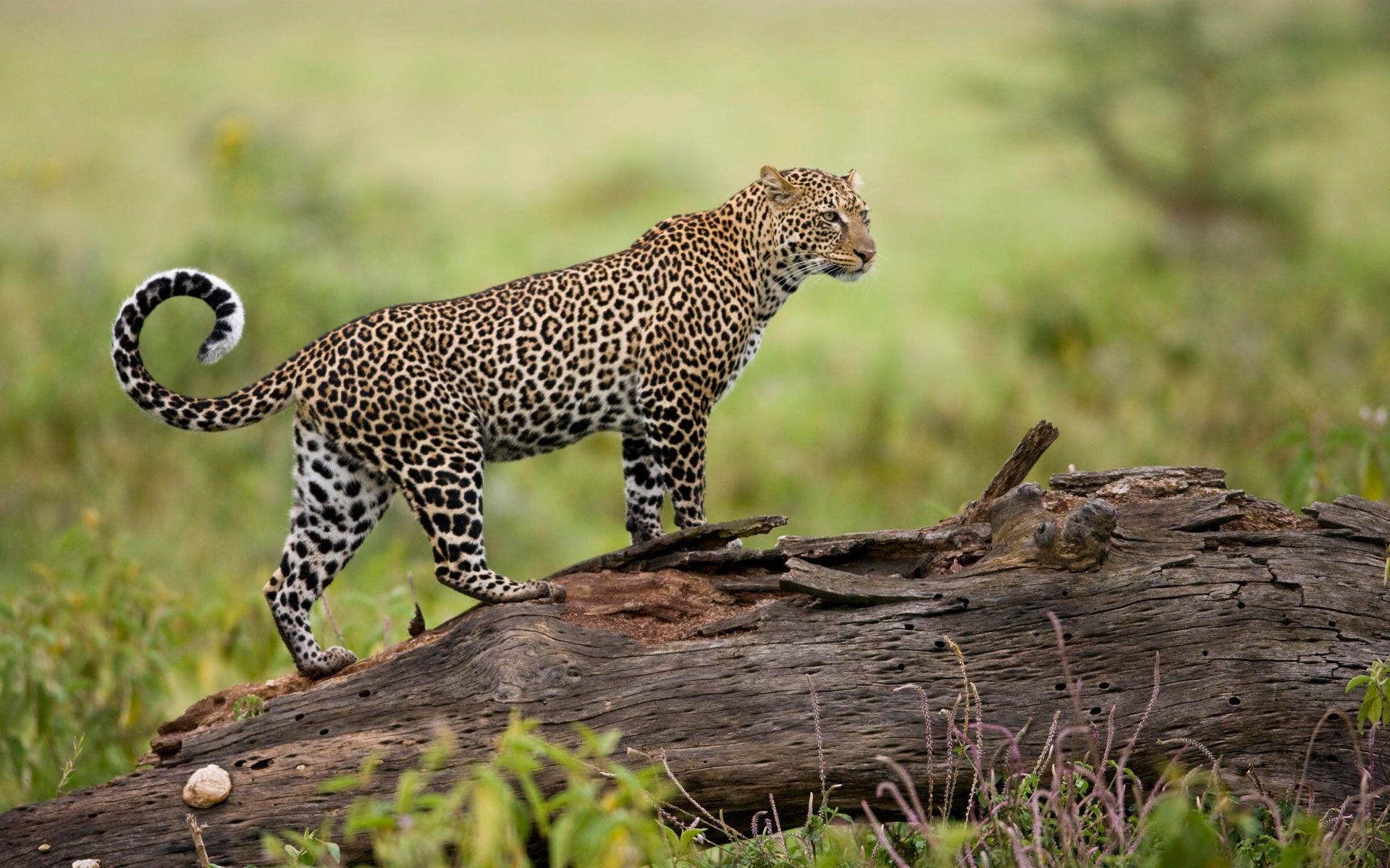 1920x1200 Leopard from Kenya Wallpaper HD / Desktop and Mobile Background, Desktop