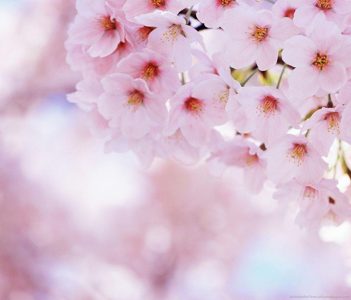 1200x1030 Download Soft Pink Sakura Flowers Wallpaper For Samsung Galaxy Tab, Desktop