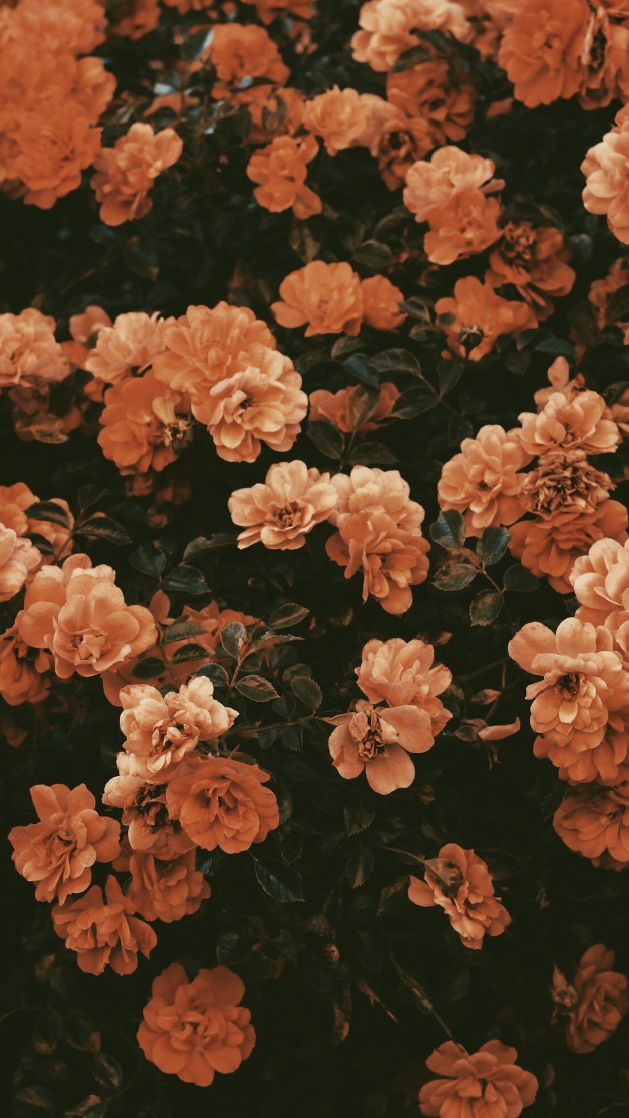 1250x2210 Fall flowers. Flower background iphone, Vintage flower background, Flower iphone wallpaper, Phone