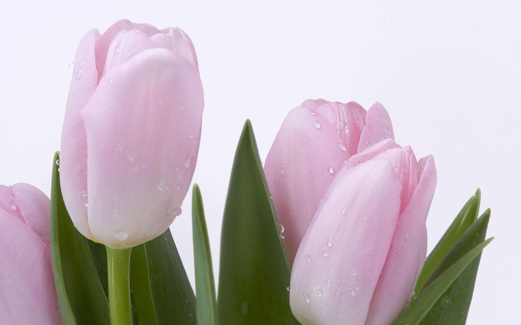 1680x1050 Pink Tulip Wallpaper, Desktop