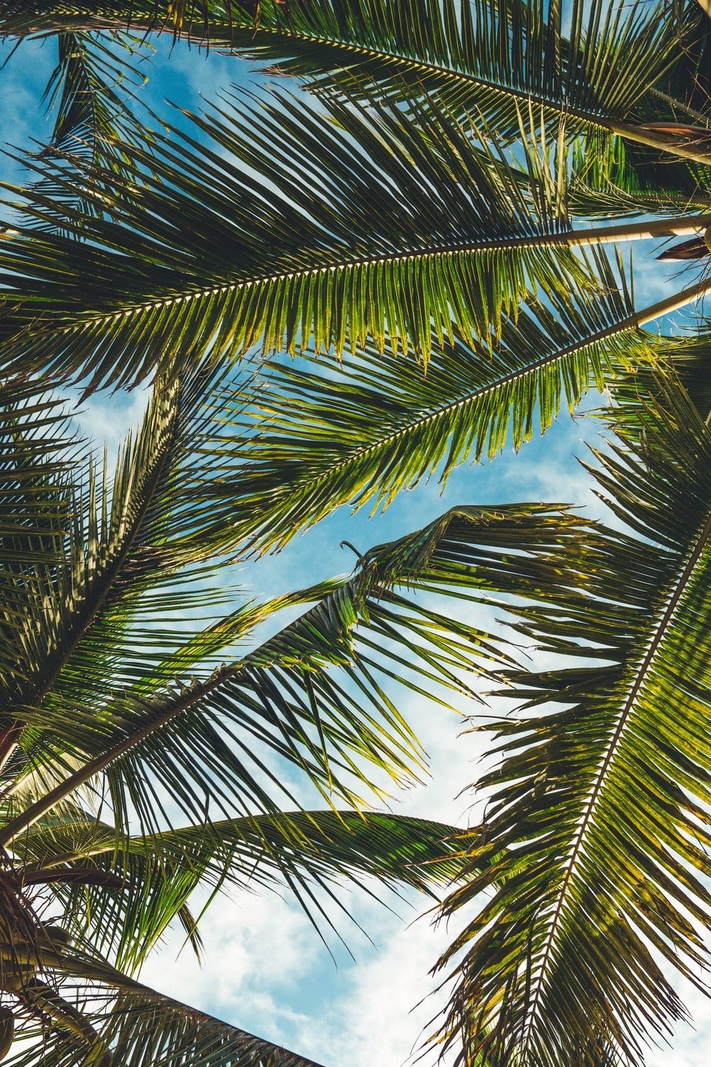 1000x1500 Tropical Wallpaper: Free HD Download [HQ], Phone