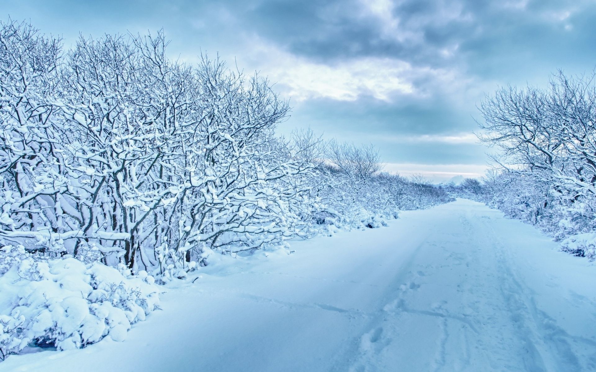 1920x1200 Snowy Trees & Walk Way wallpaper. Snowy Trees & Walk Way, Desktop