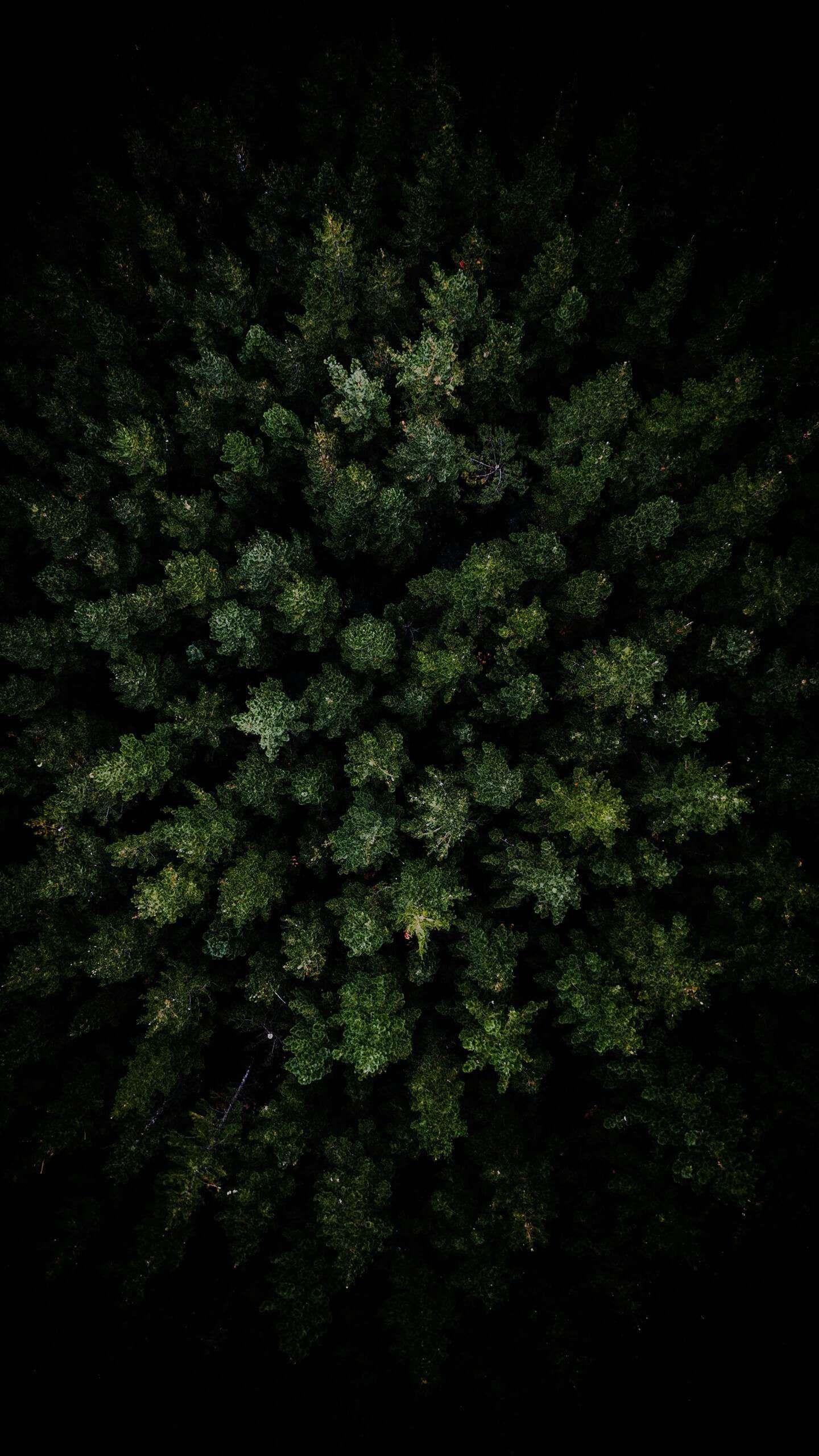 1440x2560 Dark Forest Aerial View iPhone Wallpaper. Forest wallpaper iphone, Phone